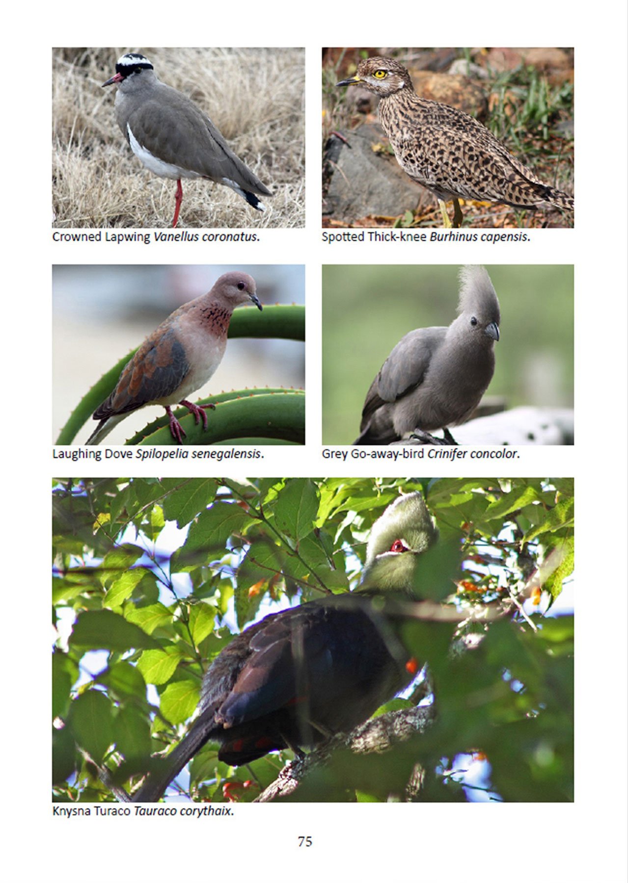 Inside pages -Gardening for Nature-eBook -indigenous birds-images.jpg