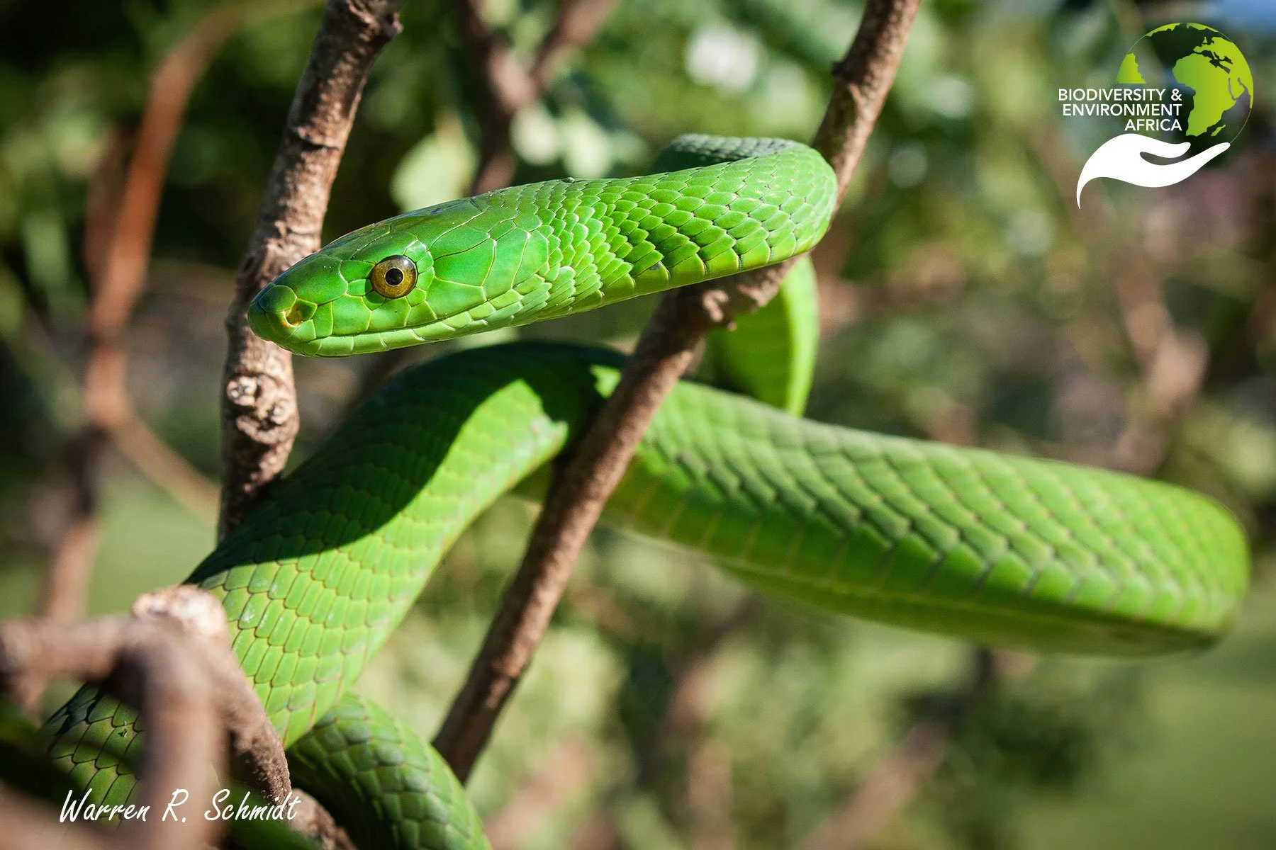 Eastern Green Mamba
