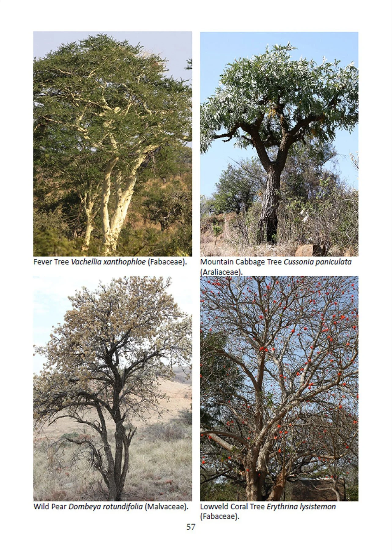 Inside pages -Gardening for Nature-eBook -indigenous trees-images.jpg
