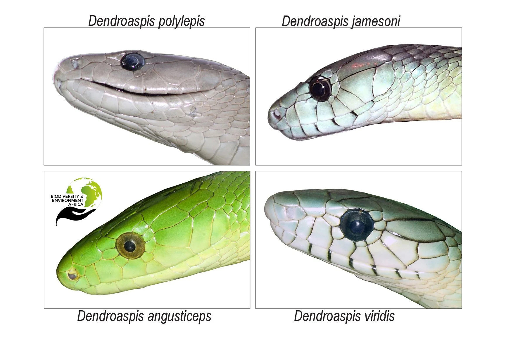 Close-up detail of mamba heads