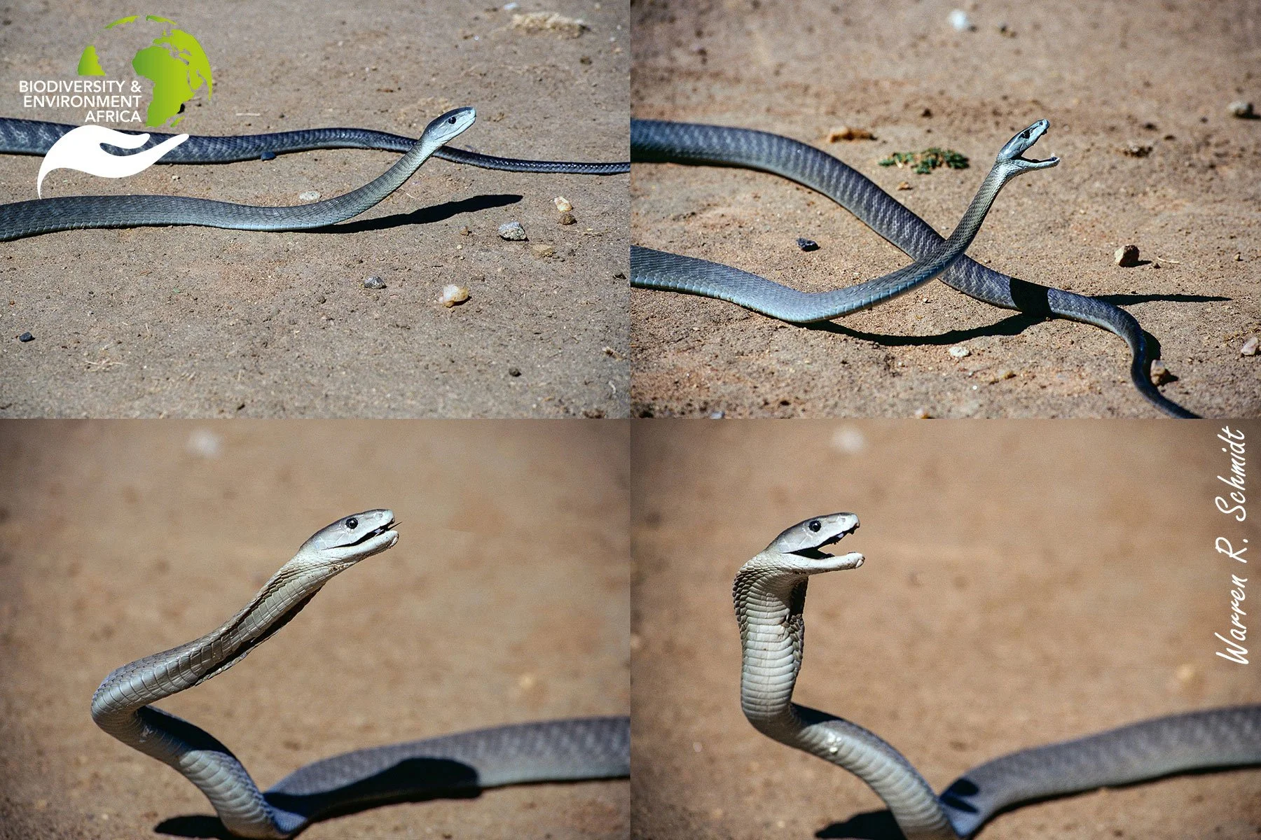 Defensive posturing of the Black Mamba