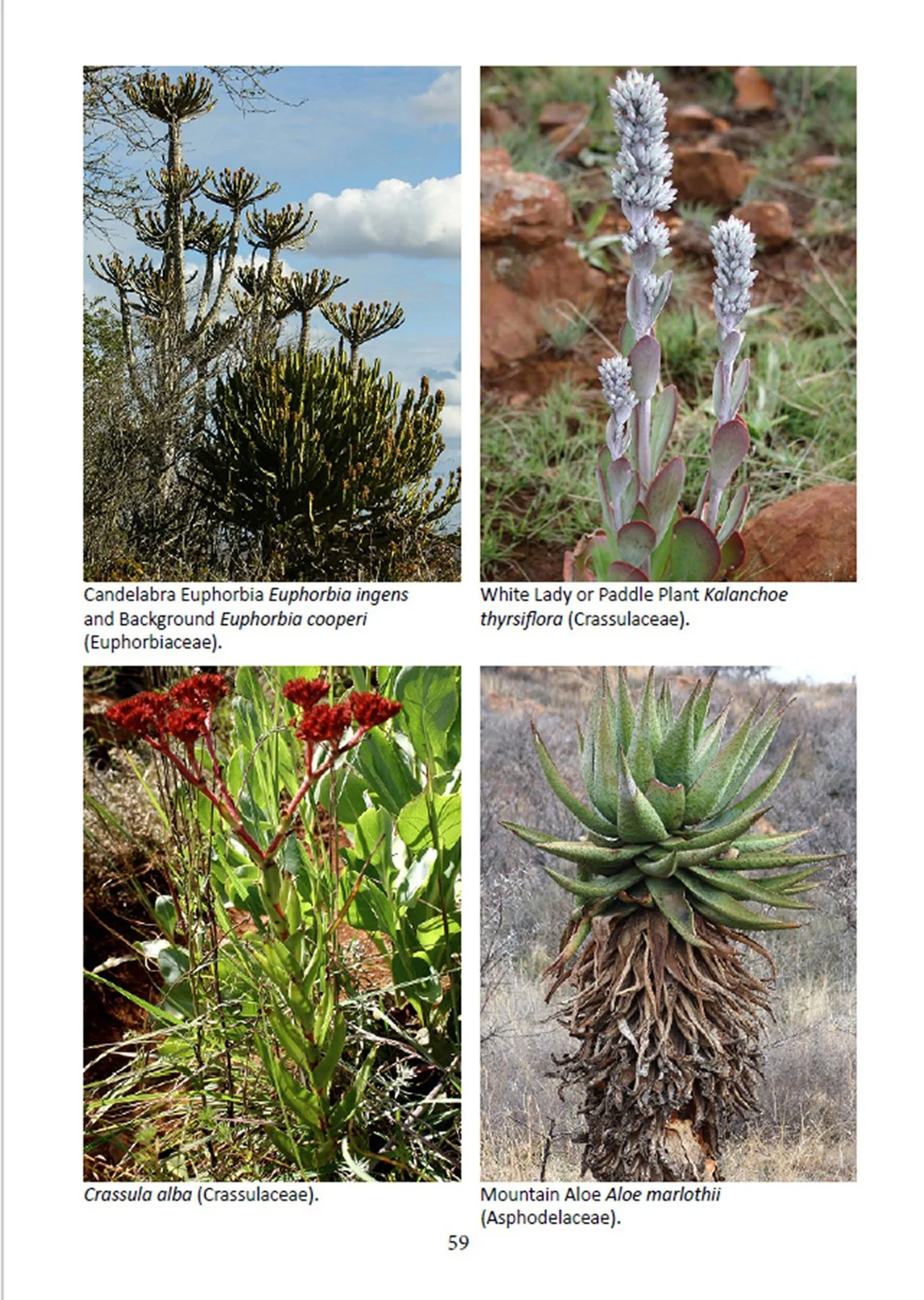 Inside pages-Gardening for Nature-eBook-succulents.jpg