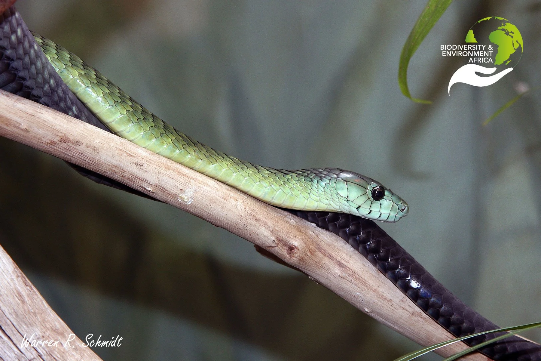 Jameson's Mamba is found in Central Africa