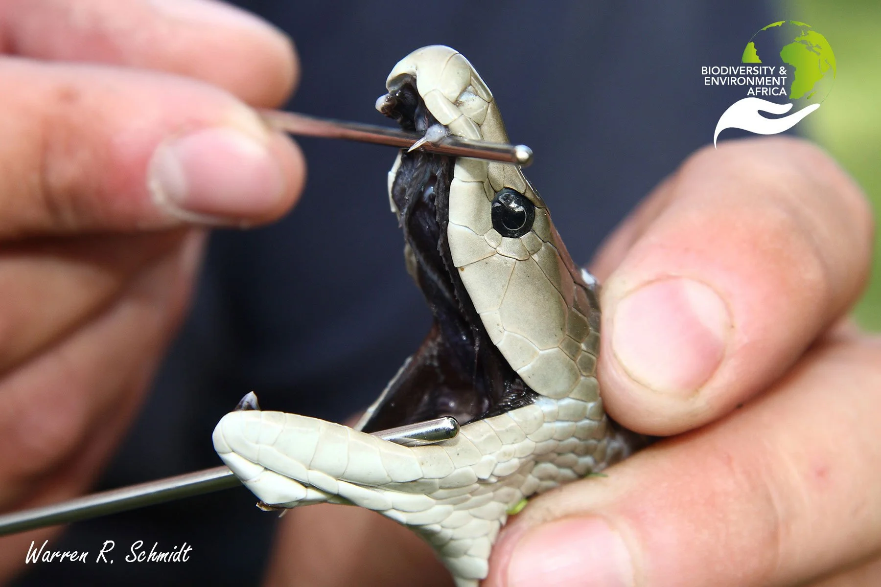 Front fixed fangs of the Black Mamba