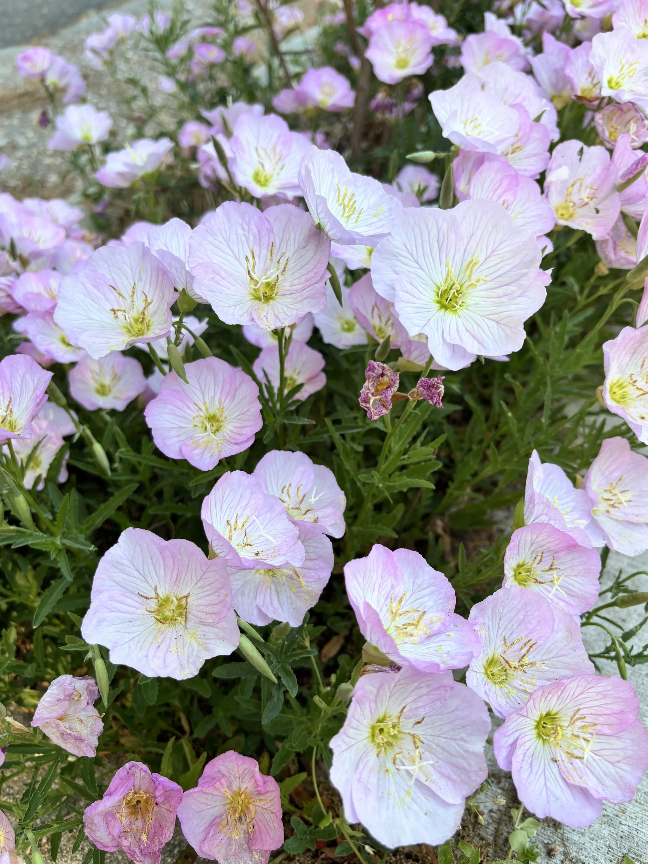 Close-up of light pink and white flowers with yellow centers growing in soil.