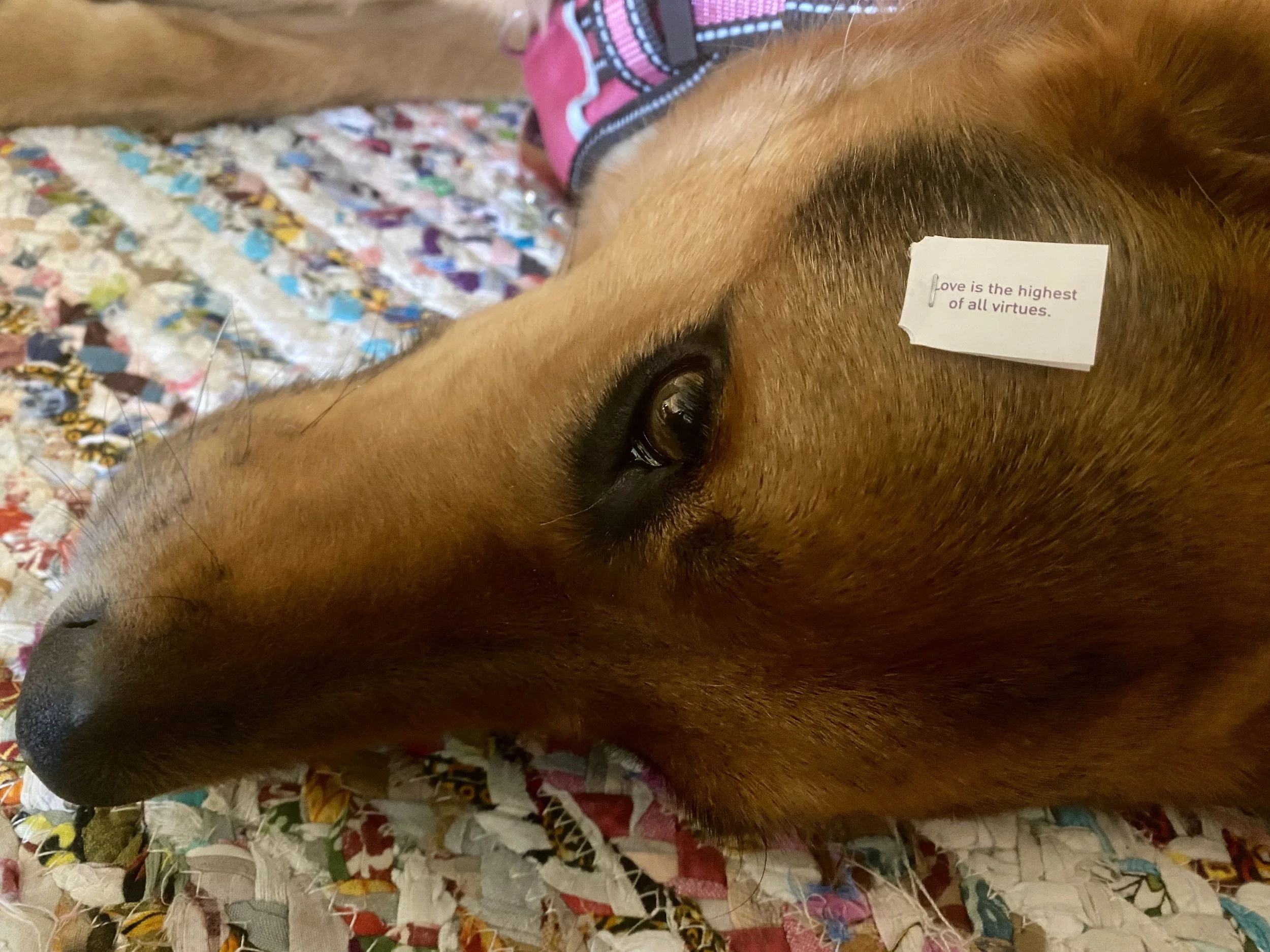 Close-up of a brown dog lying on a multicolored quilt, with a small paper tag on its forehead that reads 'Love is the highest of all virtues.'