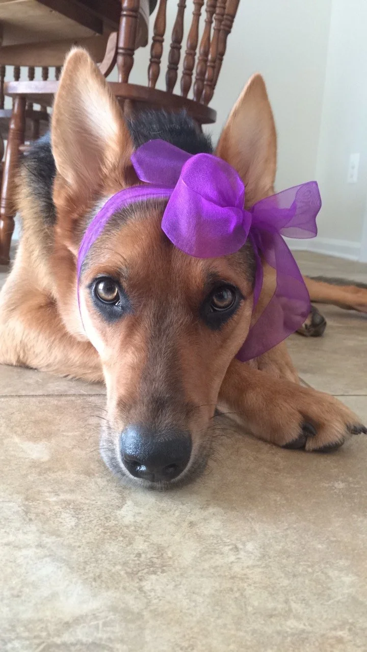 A dog with a purple bow on its head, lying on a tiled floor indoors near wooden chairs.