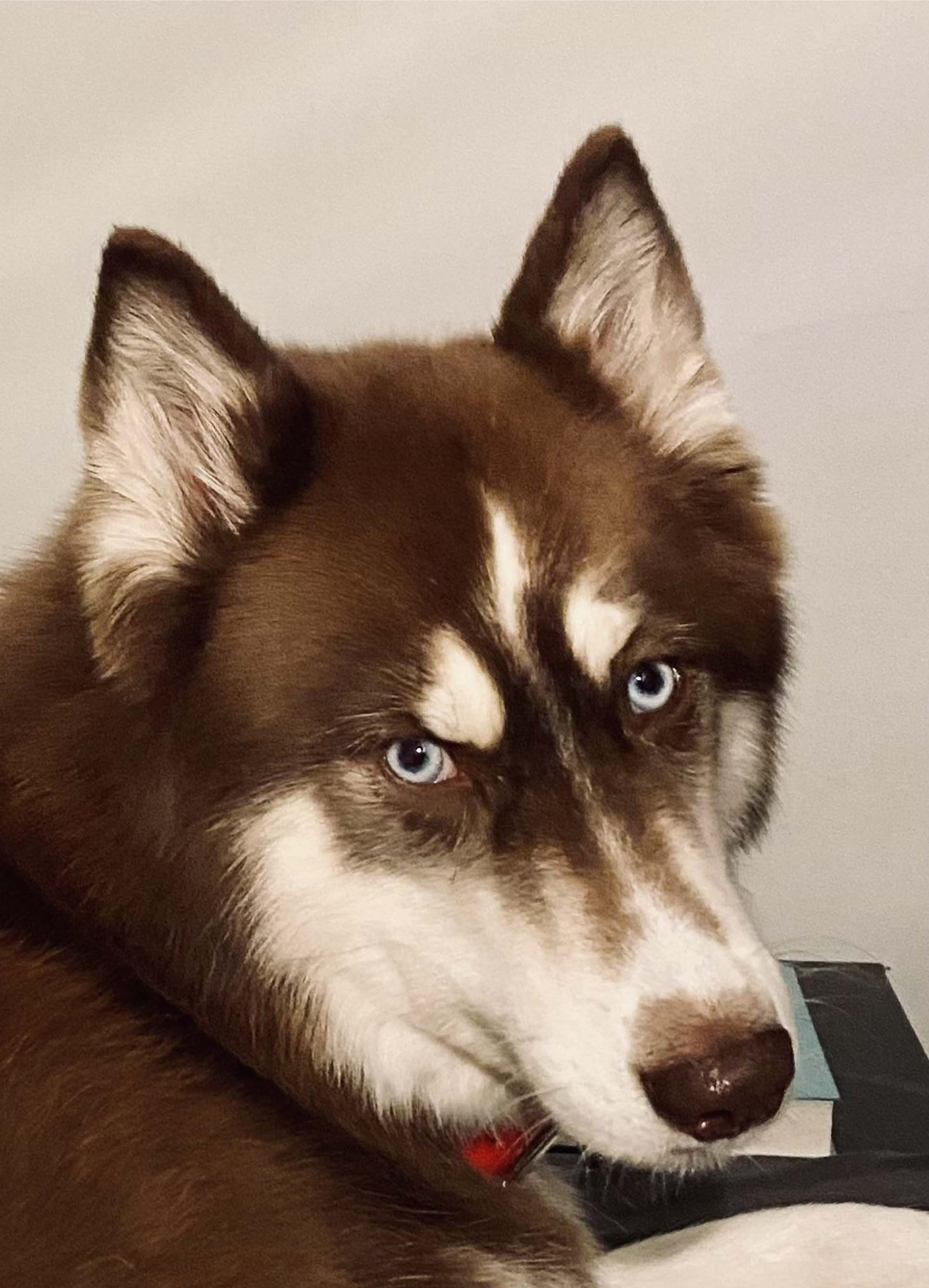 A close-up of a Siberian Husky puppy with piercing blue eyes, brown and white fur, and erect ears, lying on a surface with a neutral background.