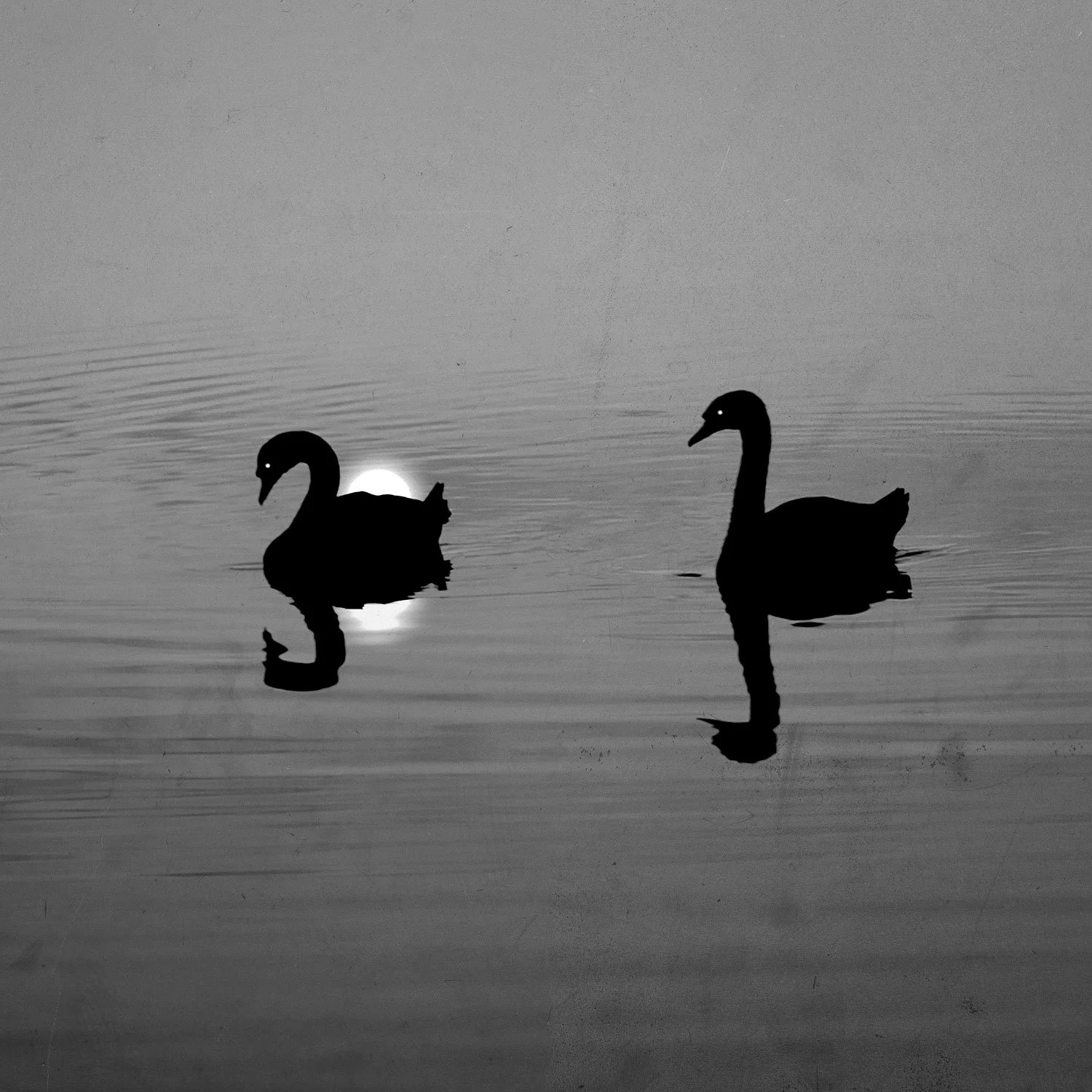 Cisnes negros, 2025, Lucas Garcete ©
