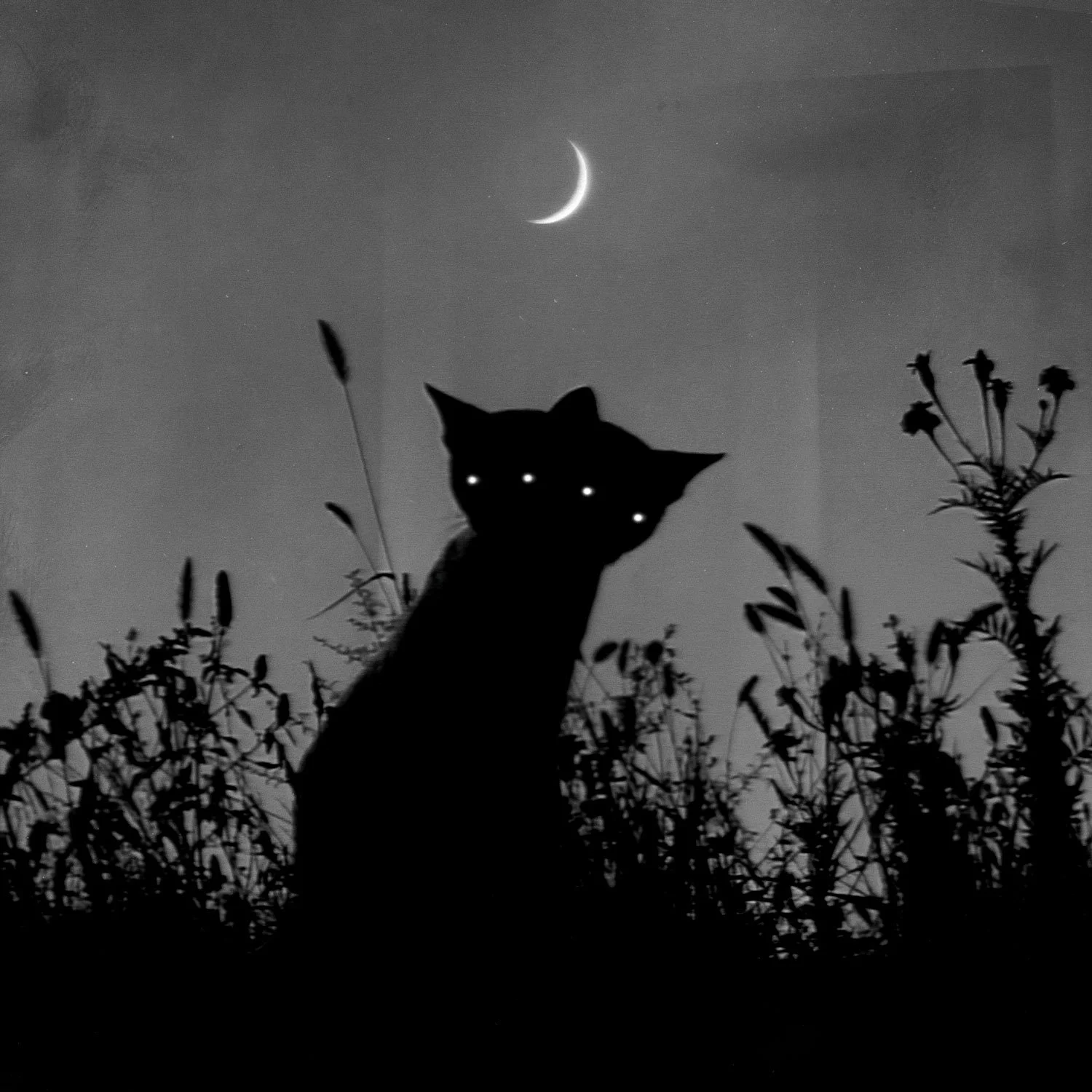 Siameses nocturnos, 2025, Lucas Garcete ©