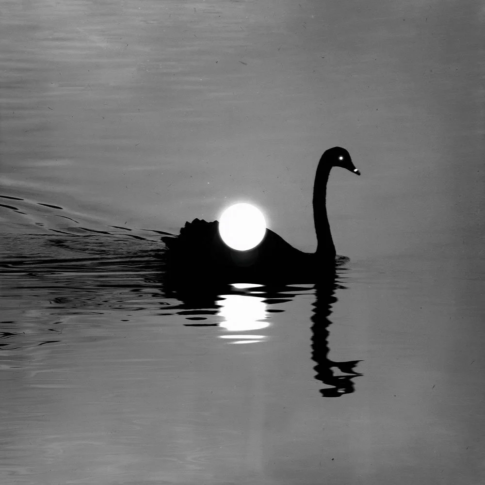 Swanmoon, 2023, Lucas Garcete ©