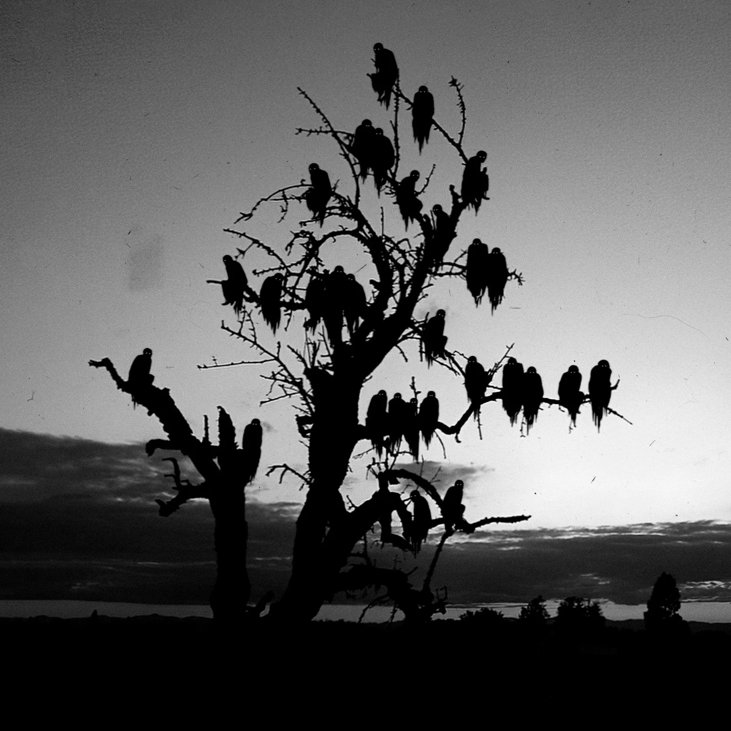 Fantasmas en un árbol, 2026, Lucas Garcete ©