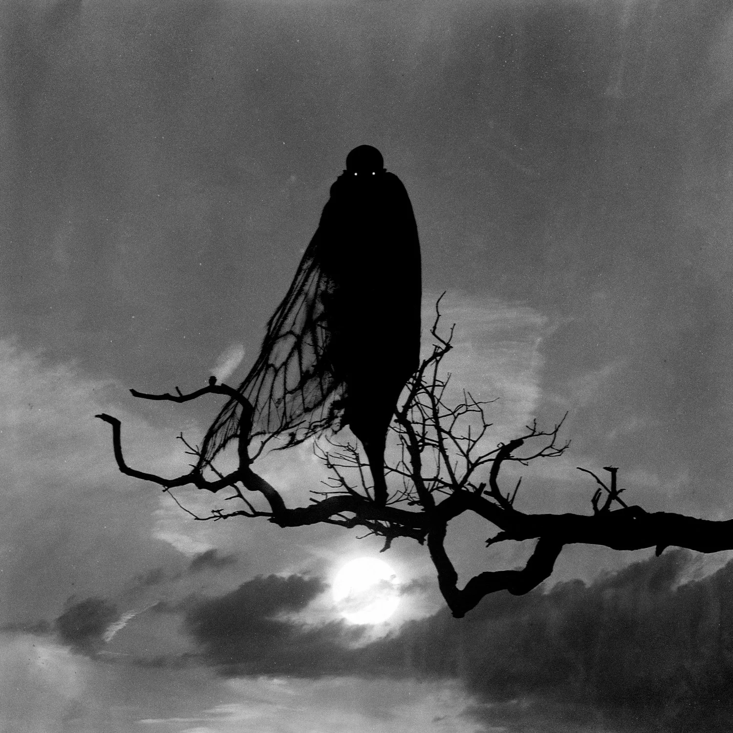 The Shy Mothman, 2026, Lucas Garcete ©