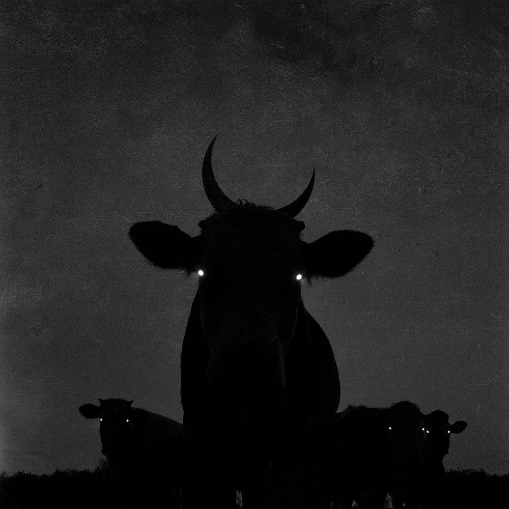 Oscuro ganado, 2026, Lucas Garcete ©