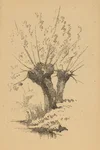 Mastering Tree Masses Trunks and Branches: A Guide to Drawing Trees in ...