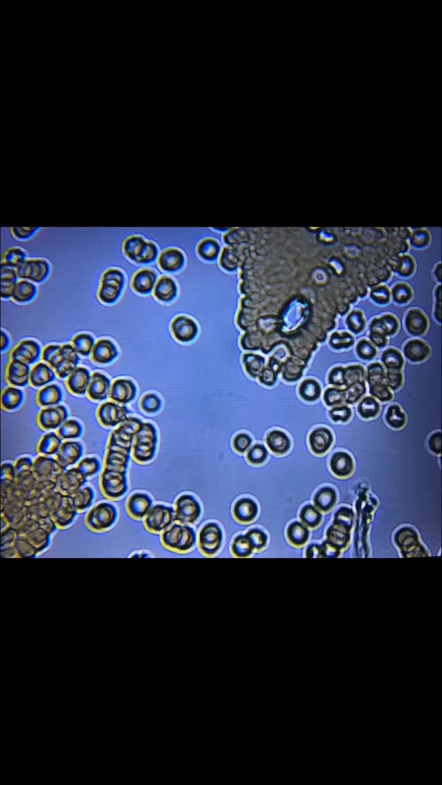 I love microscopy!