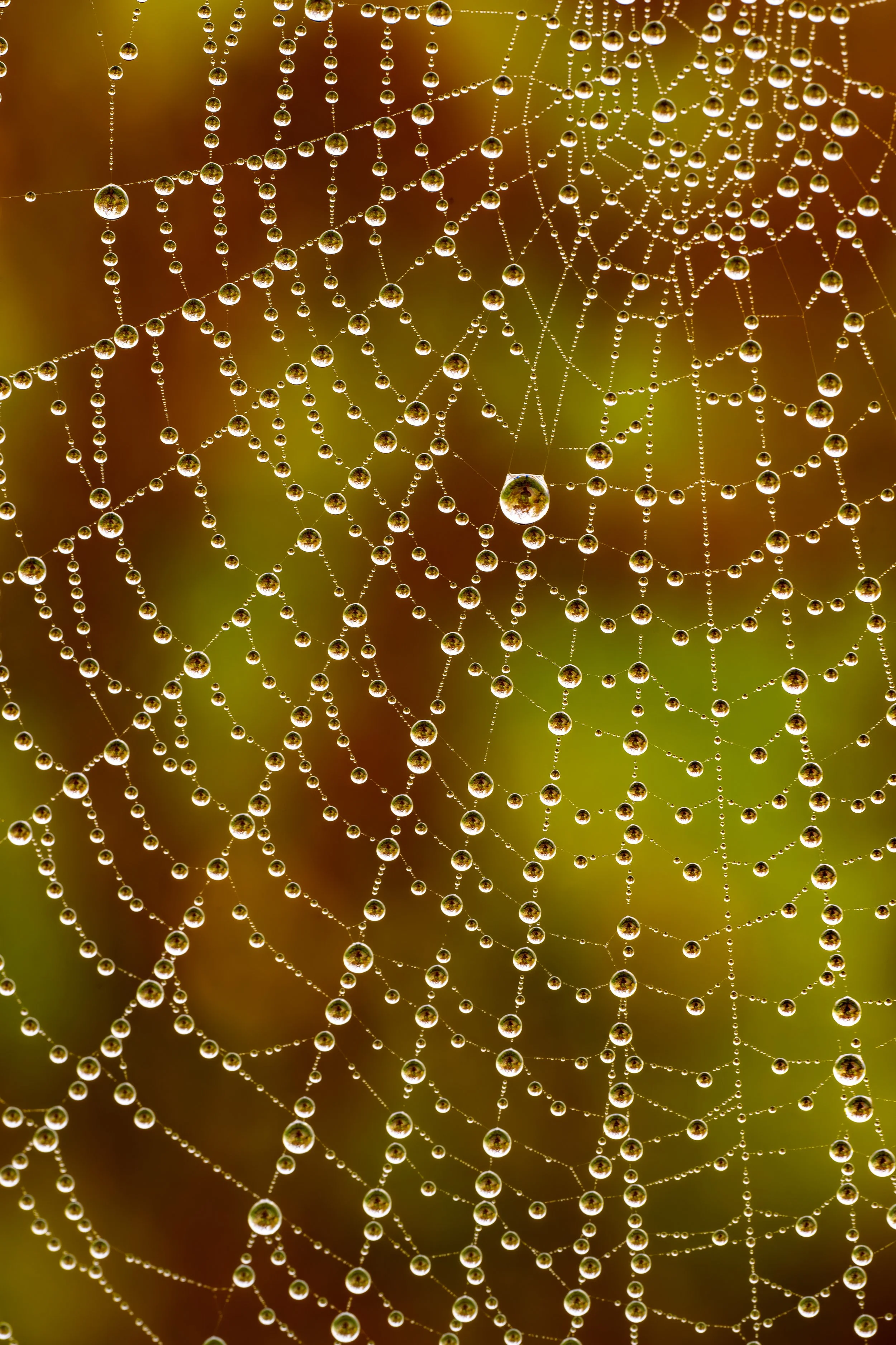 Foggy morning can be beautiful