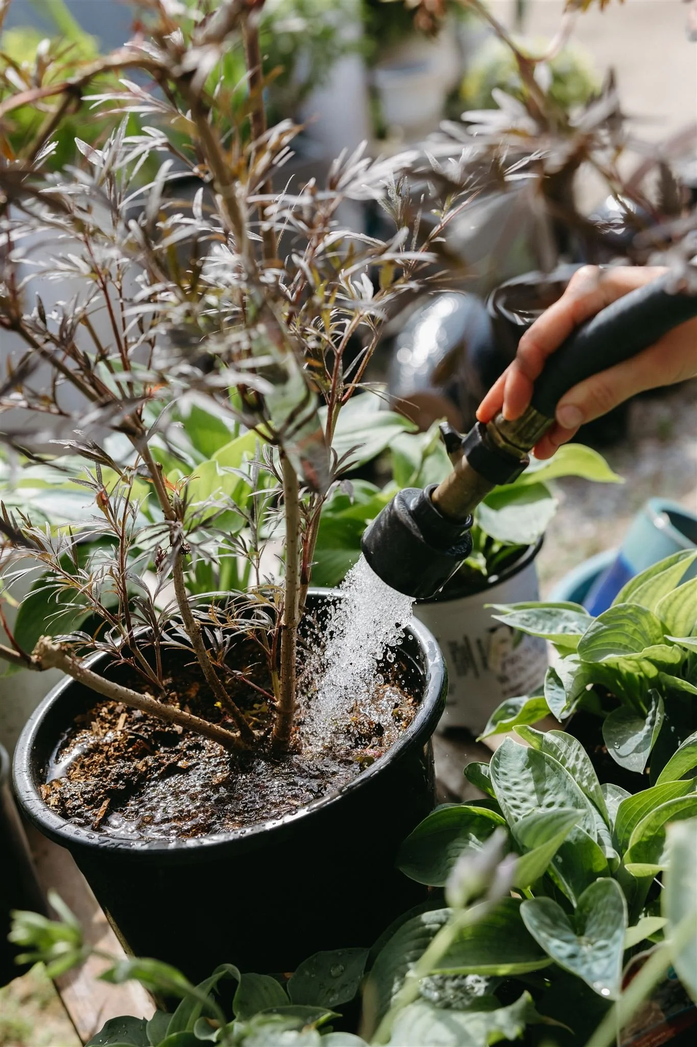 Person watering a potted plant outdoors surrounded by other green plants.