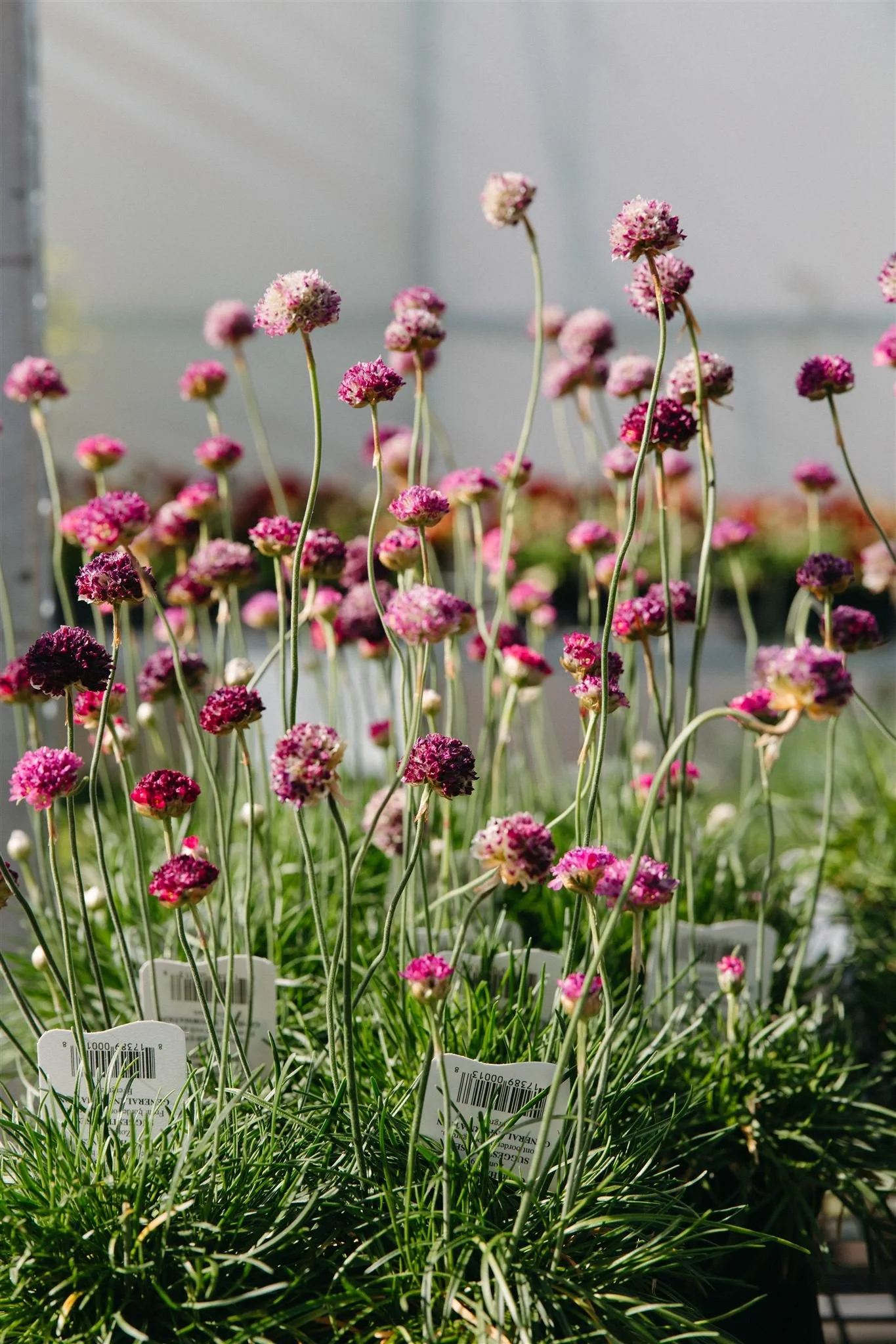 Pink and purple flowers growing in pots with green grass-like leaves, tags visible, in a greenhouse or nursery setting.