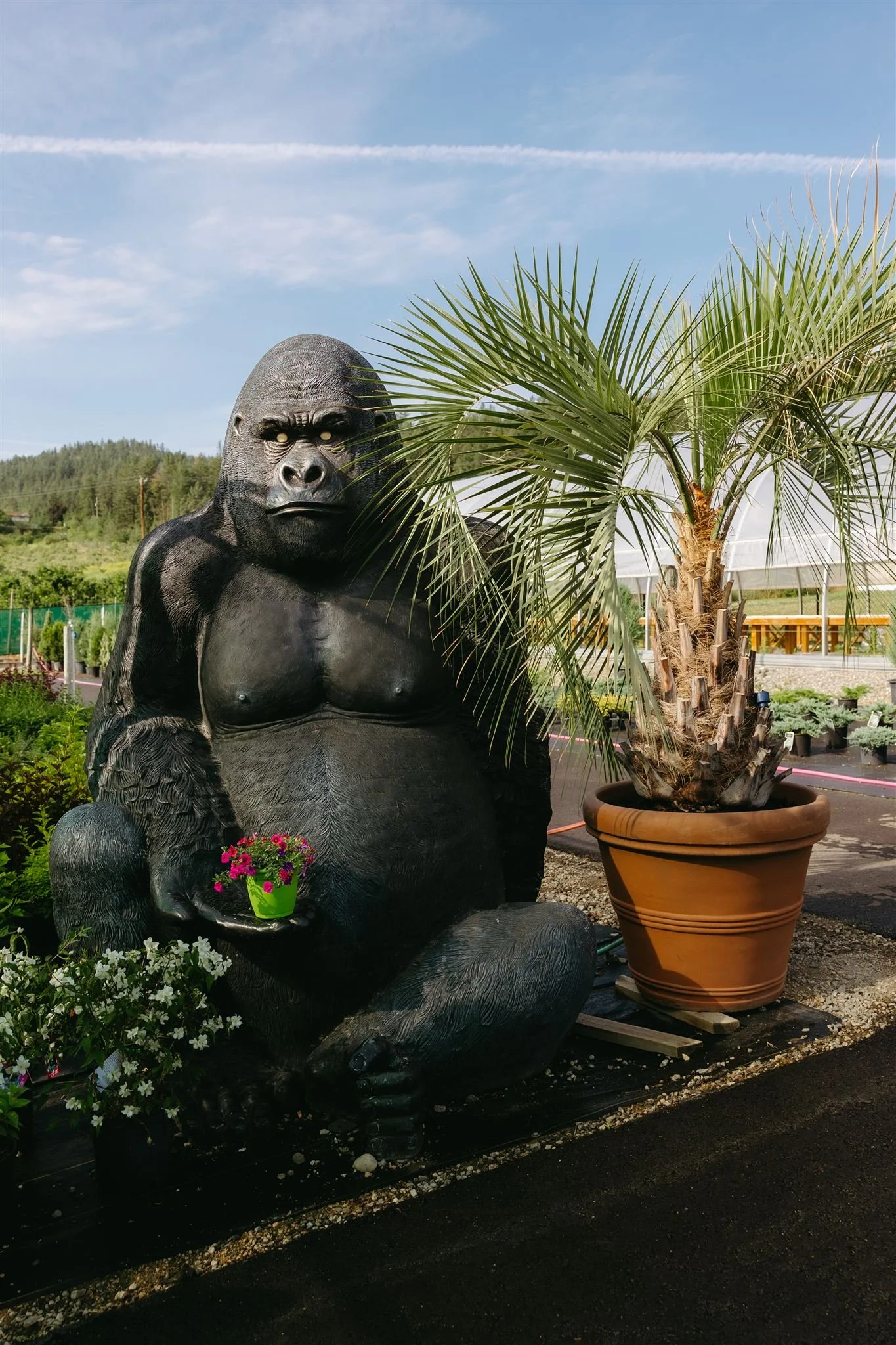 A large gorilla statue holding a pot of pink flowers, positioned next to a potted palm tree outdoors with a blue sky and green landscape in the background.