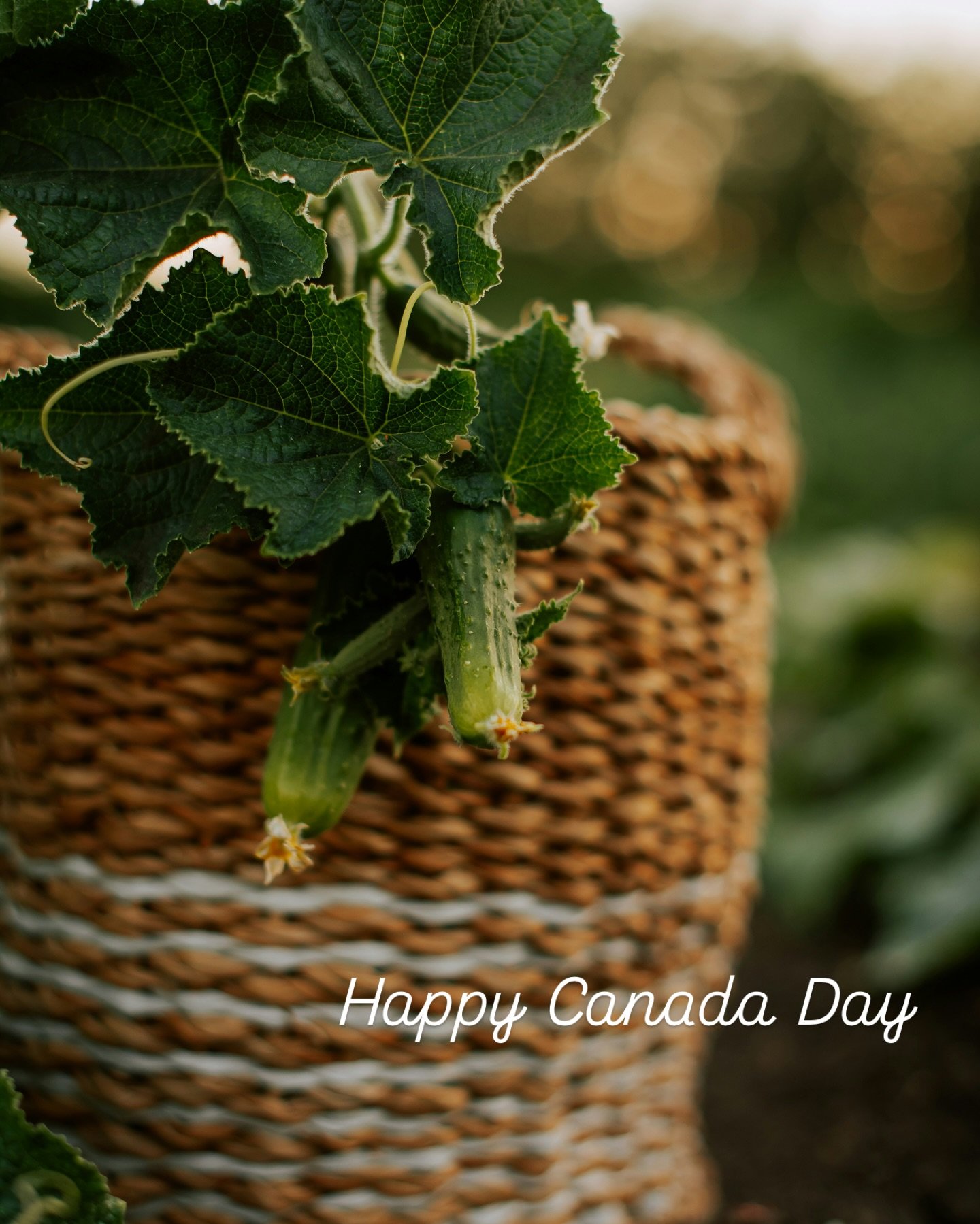 Happy Canada Day from Kel‑Lake Garden Centre 🌿🍁
As a family-owned greenhouse nestled in beautiful Lake Country, BC, we&rsquo;re celebrating more than just our nation today&mdash;we&rsquo;re celebrating the community that helps our gardens grow ￼.

