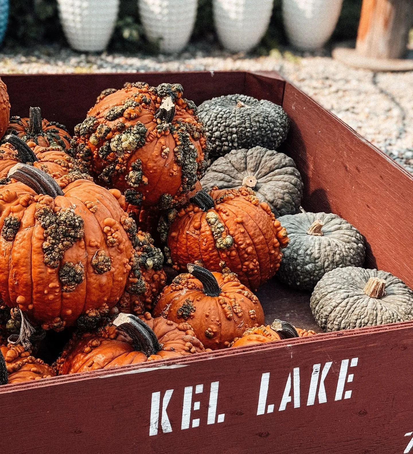 Pumpkins have harvested! 🎃 

Come pick out your perfect Okanagan pumpkin at Kel Lake Garden Centre.

#kelakegardencentre #kelowna #okanaganpumpkins #fallharvest #shoplocalokanagan #pumpkinseason #kelownalife #falldecor #farmtotable #seasonalfun