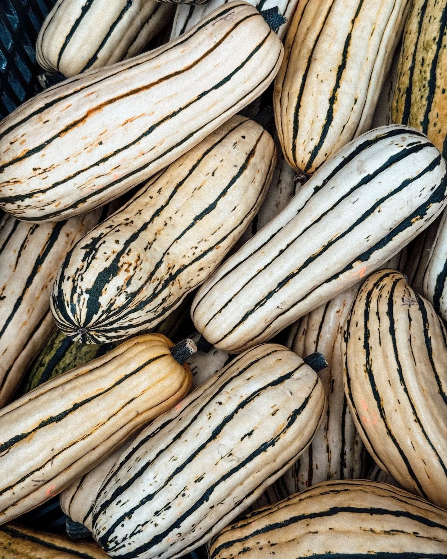 We hope you all had a wonderful weekend celebrating the fall season. Did you have a chance to pick up our pumpkins/squash this year? 

#kelakegardencentre #kelowna #okanaganpumpkins #fallharvest #shoplocalokanagan #kelownaliving #farmfresh #pumpkinse