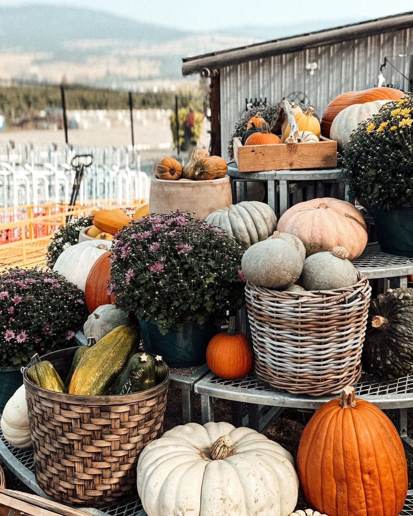 Nothing says fall like a pumpkin patch 🍁 See you next year for another round of harvest. 

#kelakegardencentre #kelowna #okanaganlife #pumpkinseason #shoplocalokanagan #falldecor #kelownaliving #farmtotable #autumnharvest #kelownafall