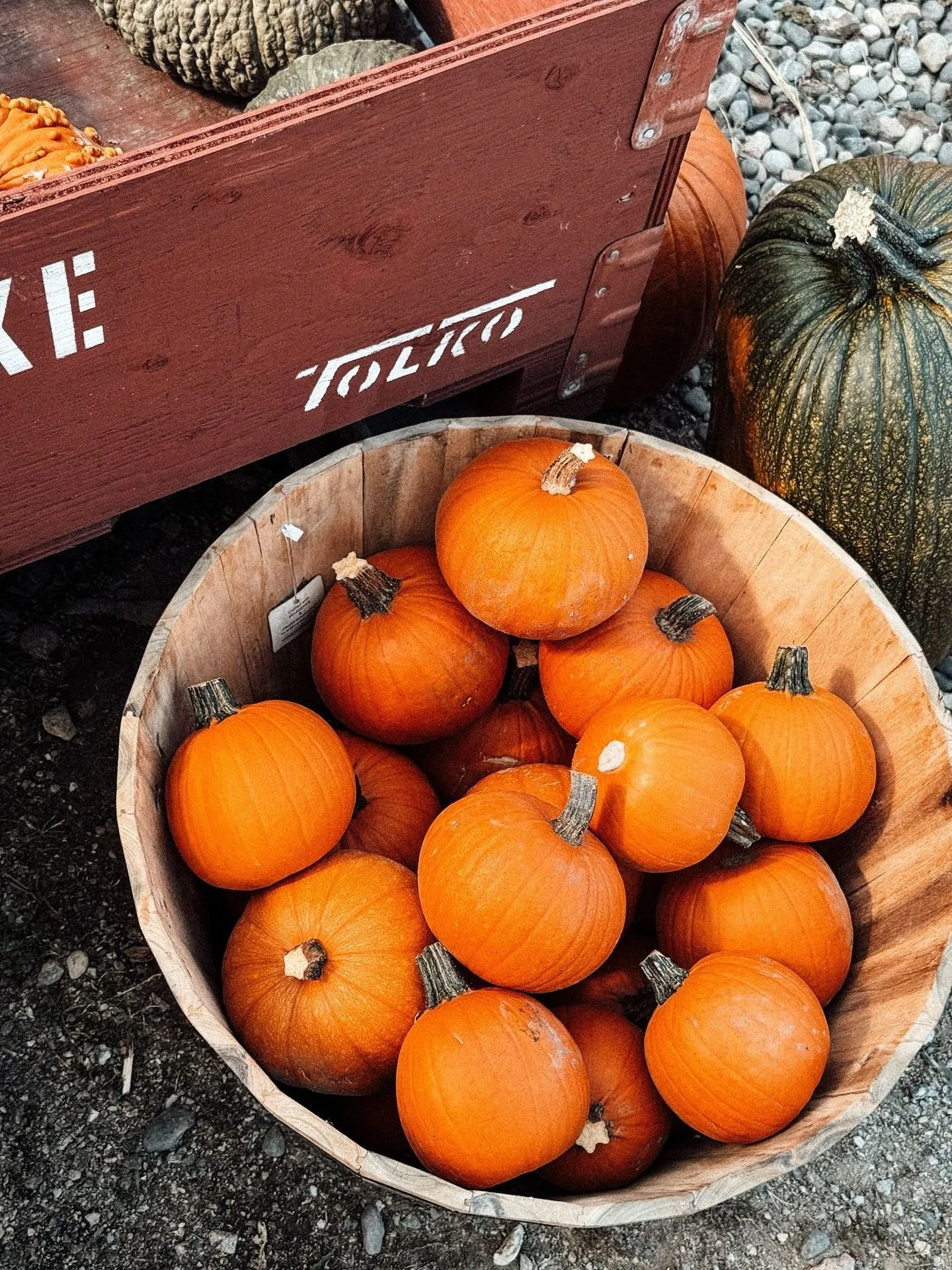 Thank you for a wonderful season! 🌿✨
We&rsquo;re so grateful to all our amazing customers, friends, and community members who made this season at Kel Lake Garden Centre so special. From pumpkins to fresh flower bouquets, it&rsquo;s been a joy to sha