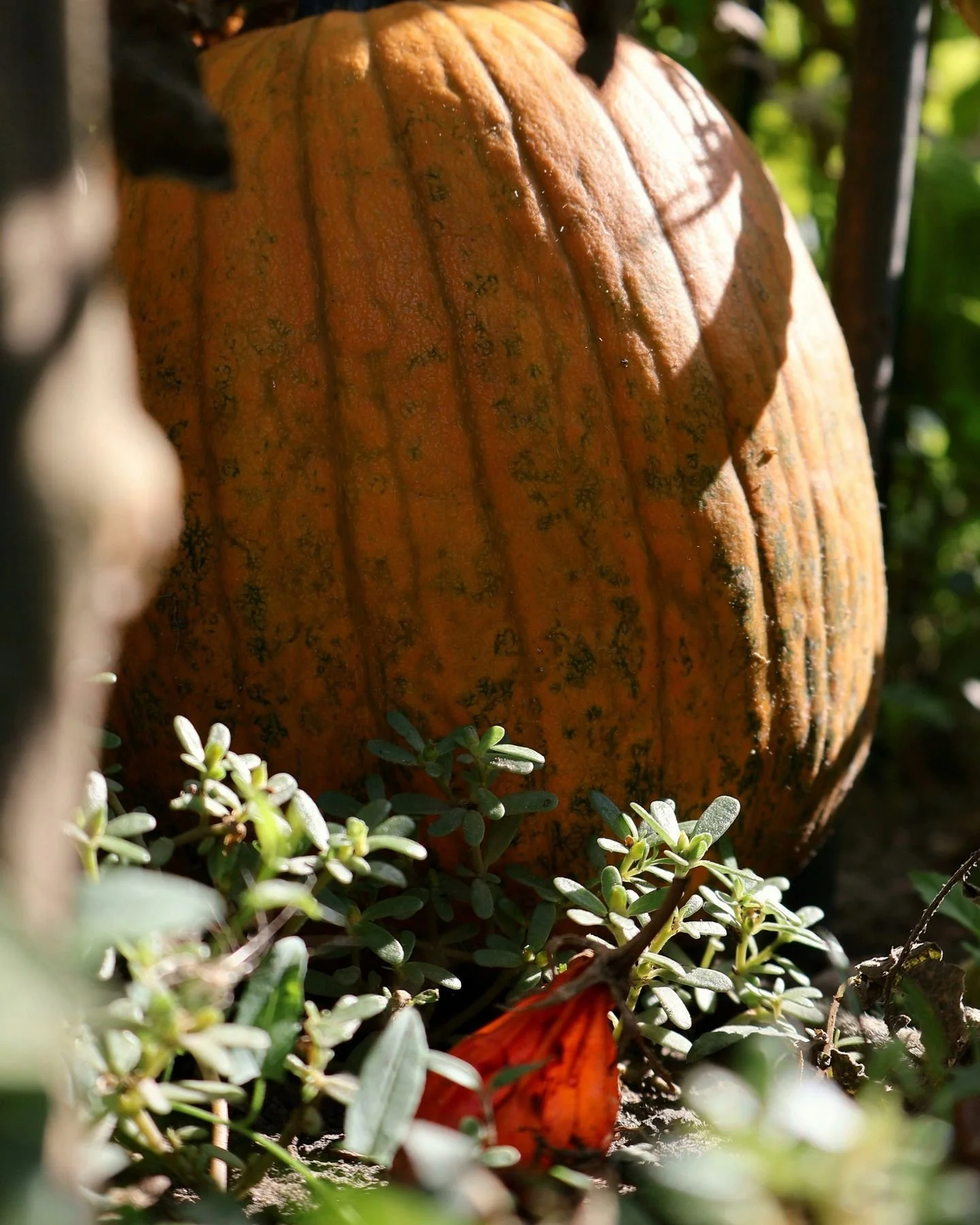 Fall is nature&rsquo;s way of preparing for growth 🌿🍂
As plants slow down and shed their leaves, they&rsquo;re actually hard at work&mdash;conserving energy and building stronger roots for spring. It&rsquo;s a great reminder that rest is part of ev