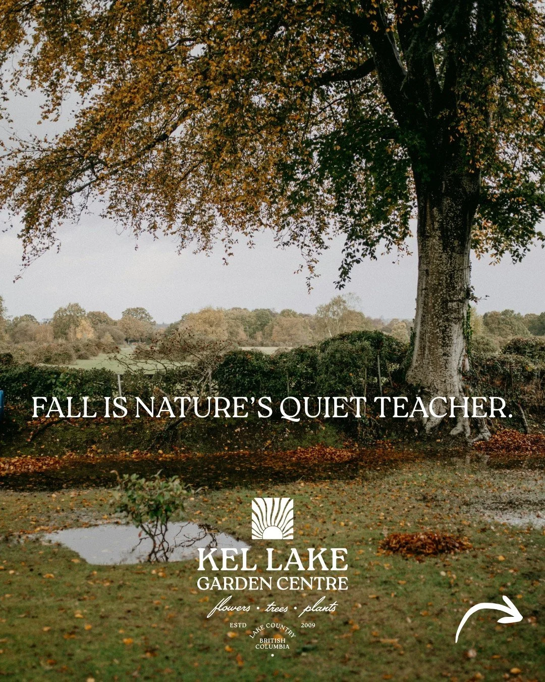 Fall is nature&rsquo;s quiet teacher. 🍂
As the days shorten and the air cools, plants shift their focus beneath the surface&mdash;redirecting energy from leaves and blooms into their roots. This process builds strength for the seasons ahead, ensurin