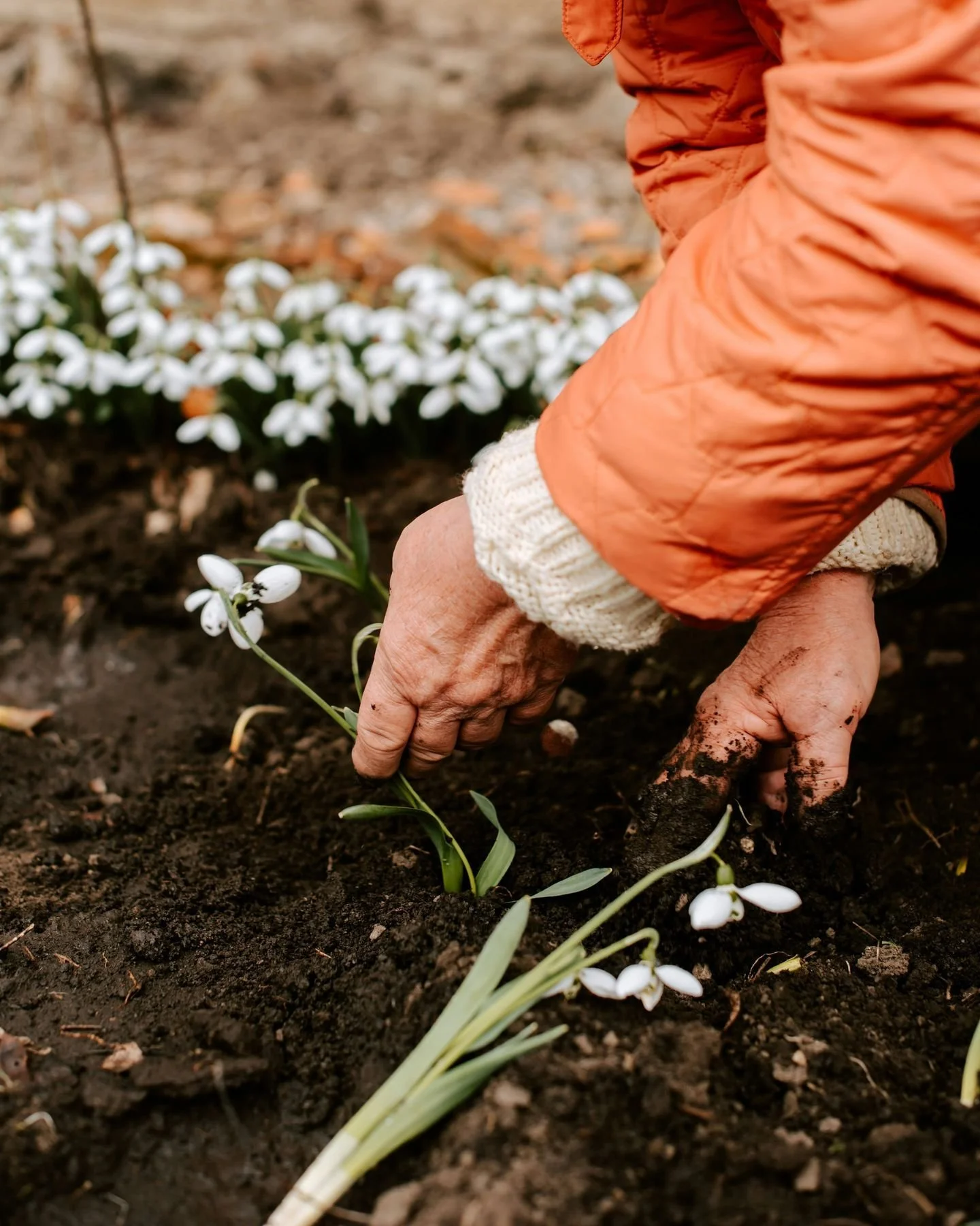 Winter Garden Prep Tips 🌿

As the season winds down, a little prep now will set your garden up for a strong spring.

- Clean &amp; Clear: Remove dead plants and fallen leaves to prevent pests and disease from overwintering.

- Mulch &amp; Protect: A