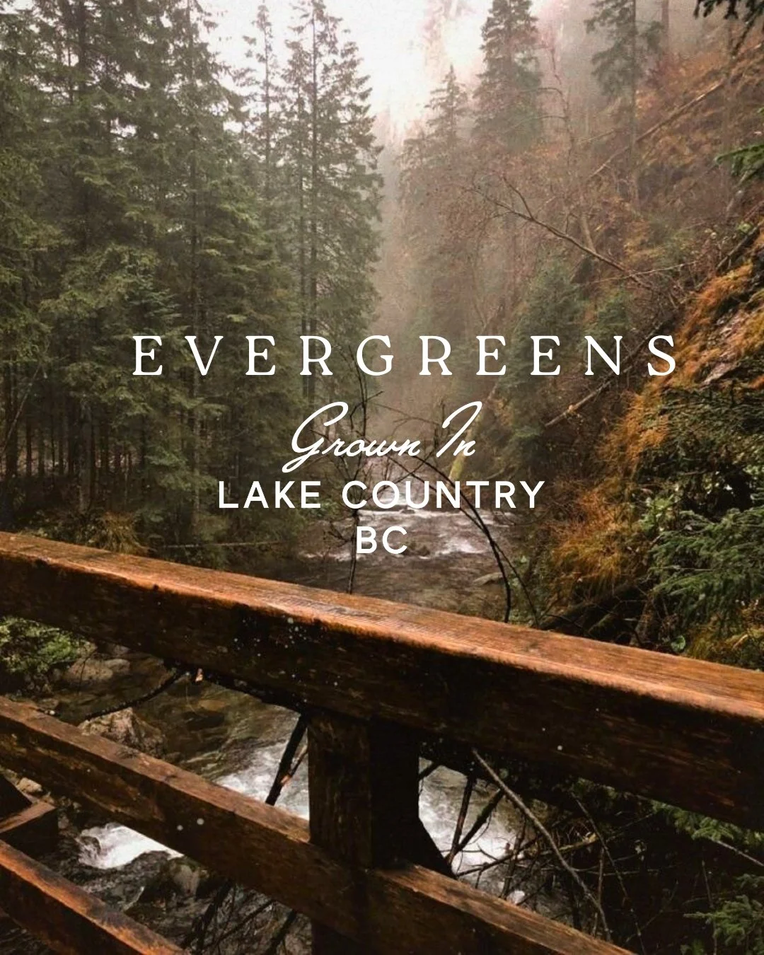 Evergreens take center stage in winter.

While the rest of the garden rests, evergreens hold their colour, structure, and quiet strength. Cedar, spruce, juniper &mdash; these winter favourites keep your yard feeling alive, offering texture and depth 