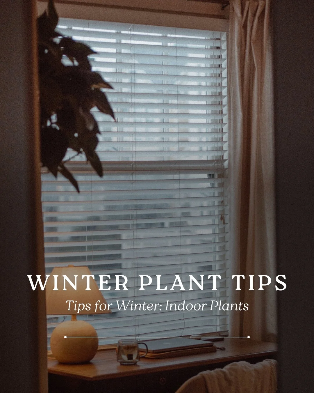 Indoor plants need a little extra care in winter.
Shorter days, cooler drafts, and dry indoor air can all affect how your plants grow. Here are a few simple tips to help them stay healthy through the colder months:

&bull; Water less often
Most indoo