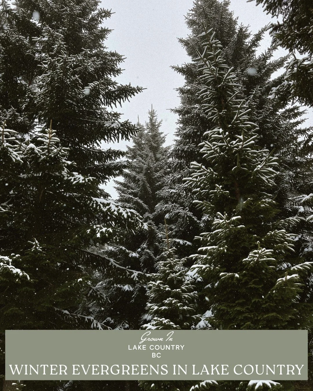 Evergreens are quietly carrying the season.

While most of the garden rests, local evergreens are holding their colour and structure through the colder months. Cedar, spruce, juniper, and pine offer winter beauty all across Lake Country &mdash; a rem