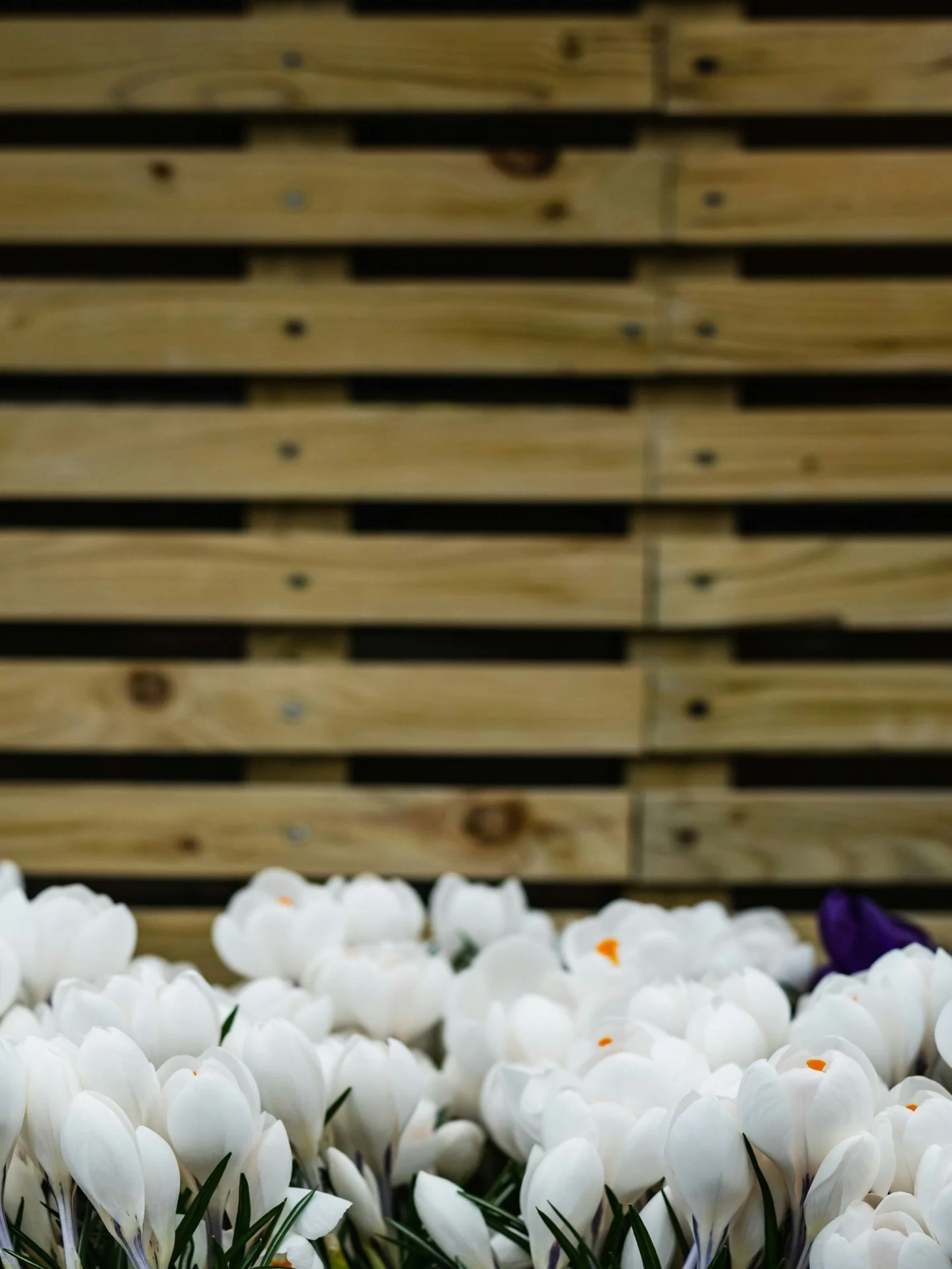 This Valentine&rsquo;s Day, celebrate with something thoughtful and rooted &mdash; whether it&rsquo;s fresh flowers, a future garden plan, or simply time spent outdoors dreaming of spring. There&rsquo;s something special about gifts that continue to 