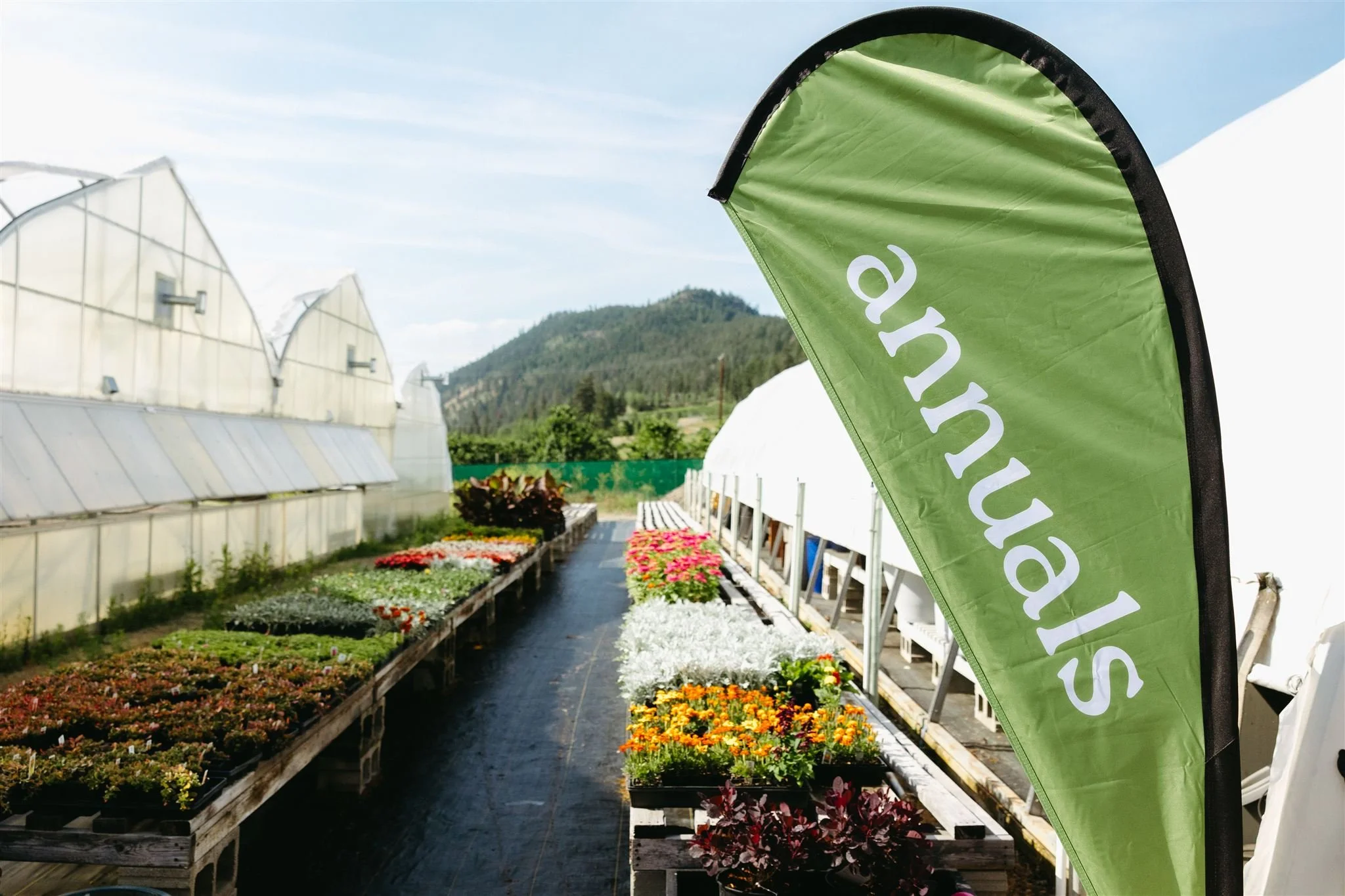 Green flag with white text that reads 'anuals' in front of greenhouses and flowerbeds with colorful flowers outdoors, with a mountain in the background.