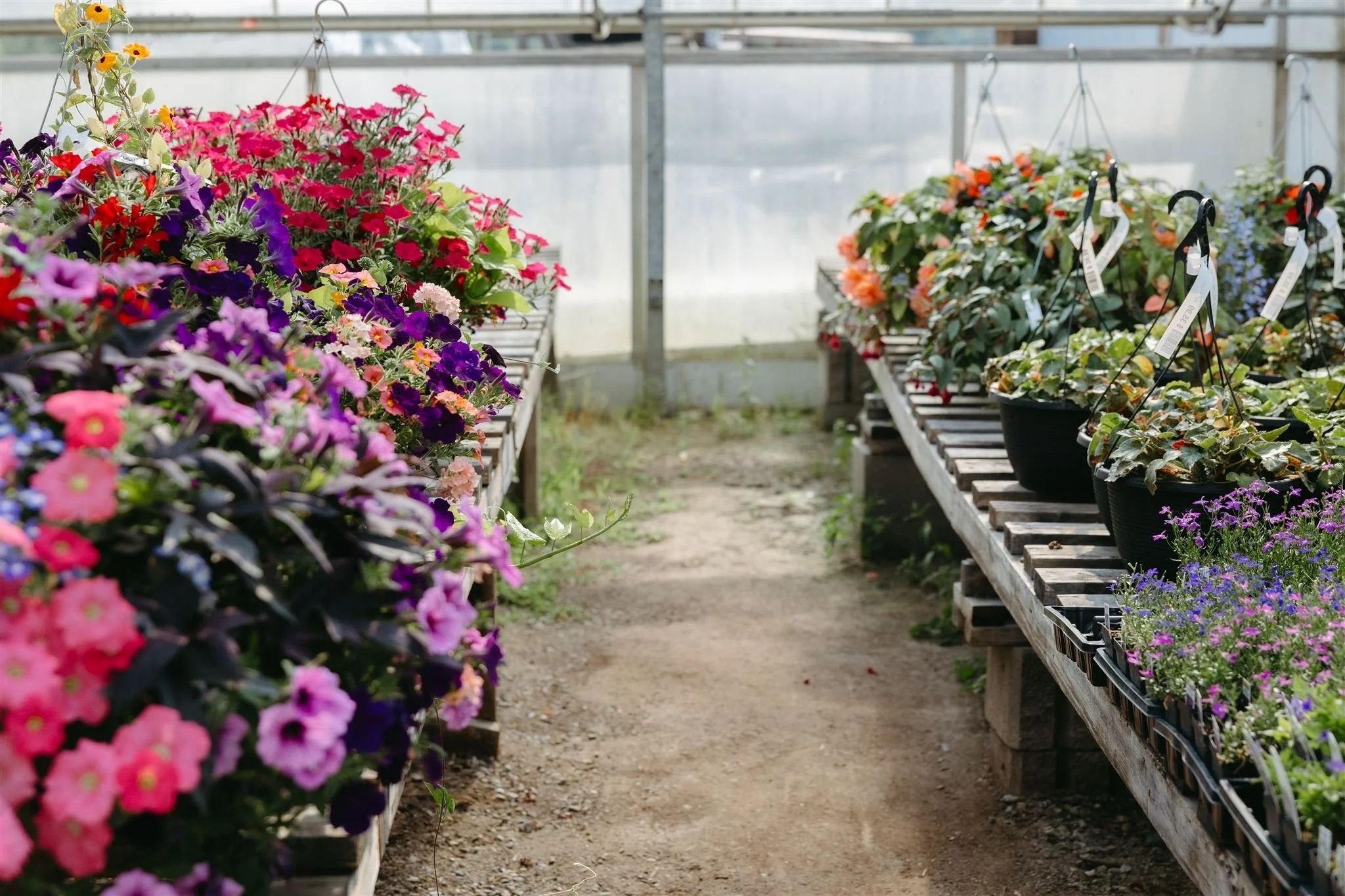 Colorful flowers in pots arranged on wooden tables inside a greenhouse.