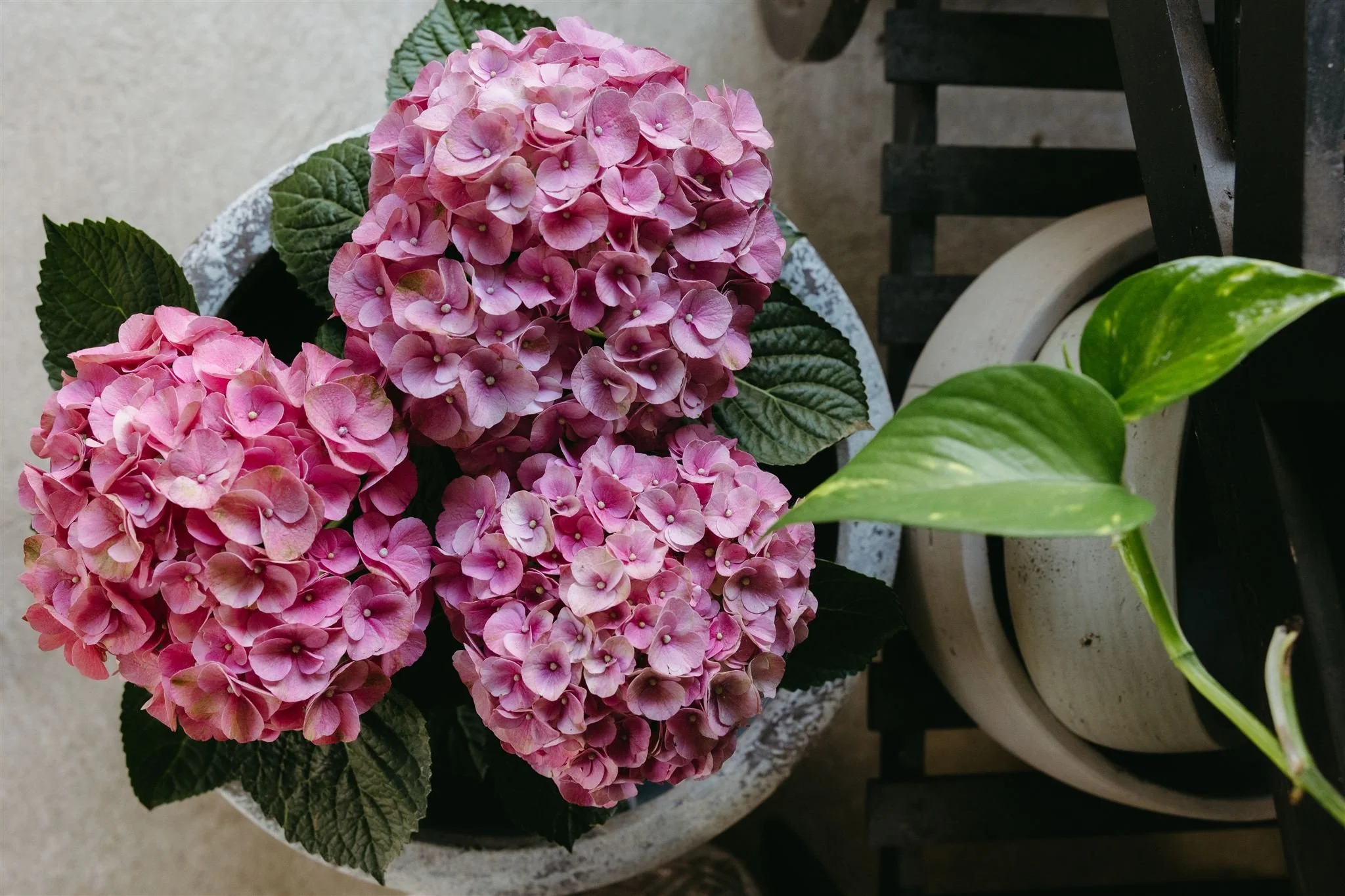 Pink hydrangea flowers in a white pot with dark green leaves.