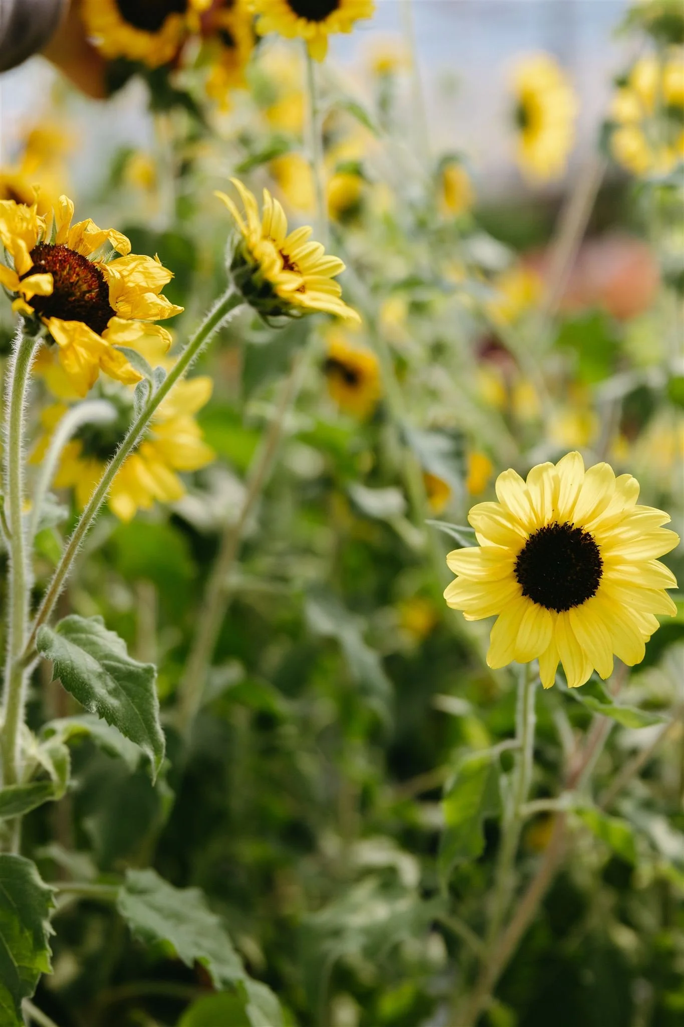 Bright yellow flowers with dark centers growing on green stems and leaves.