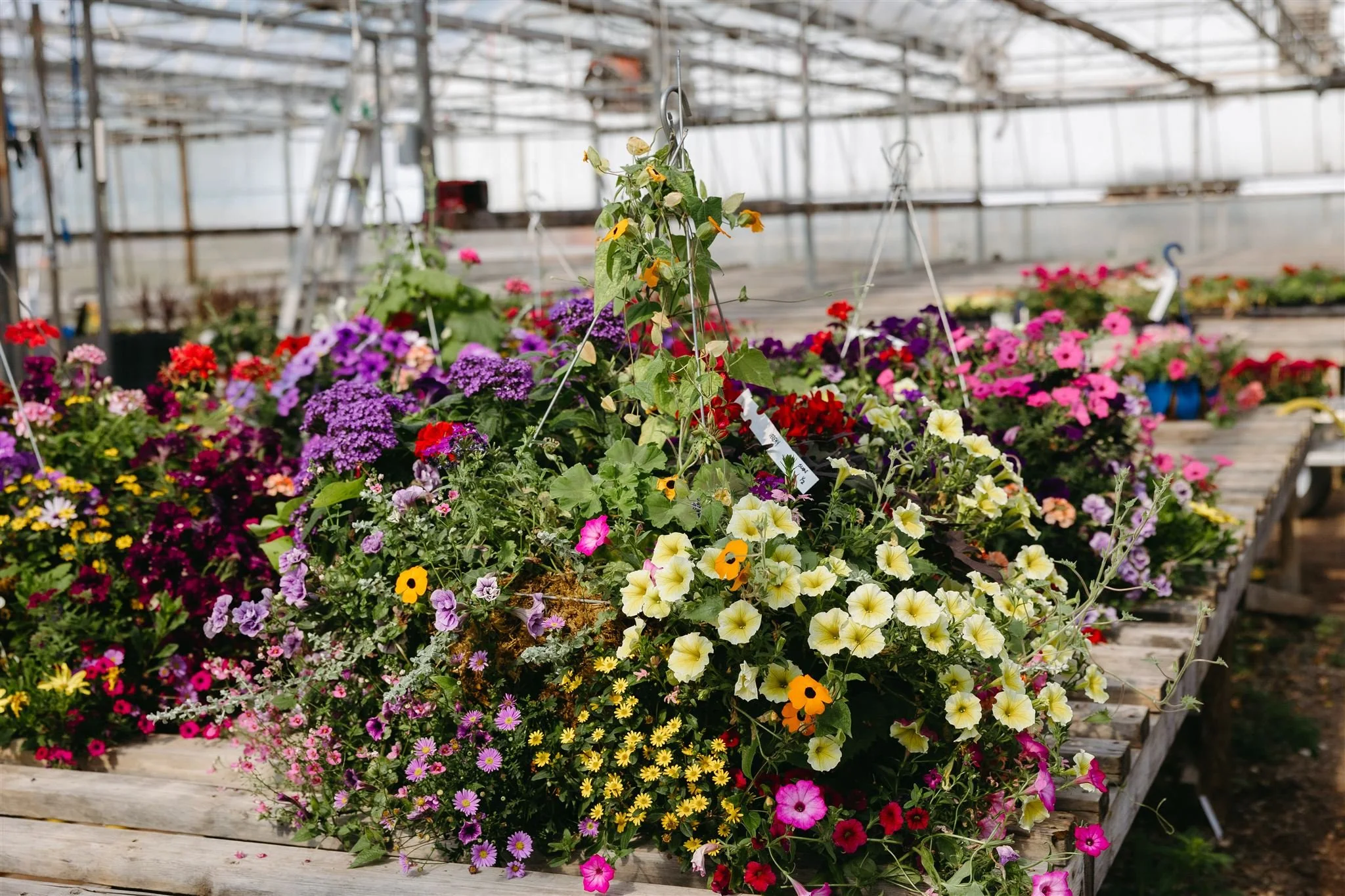 Colorful hanging flower baskets with various flowers inside a greenhouse.