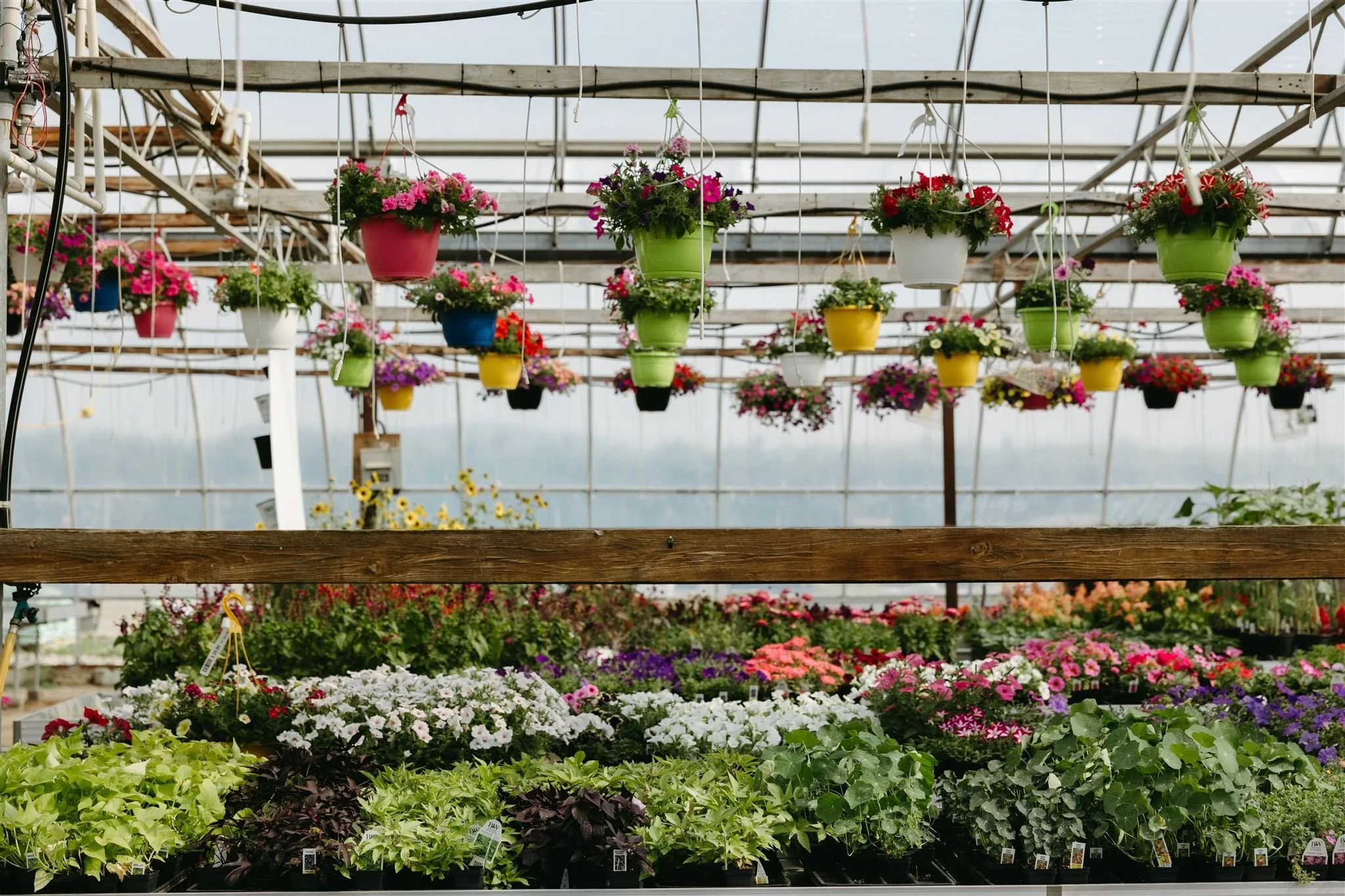 Colorful hanging pots with blooming flowers inside a greenhouse with rows of potted plants on the ground.