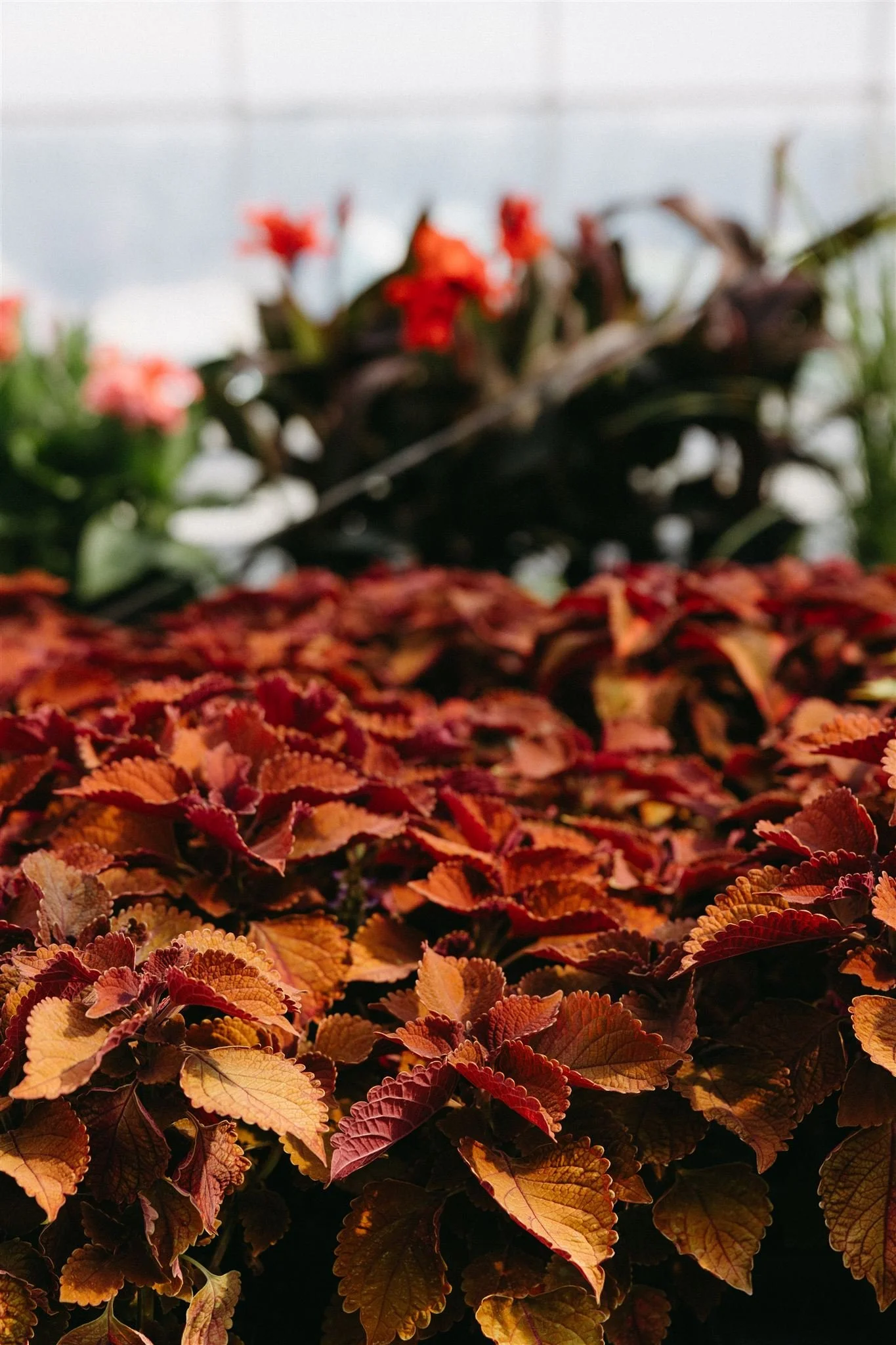 Close-up of a bed of reddish-brown and green patterned leaves with blurred pink, orange, and green flowers in the background.