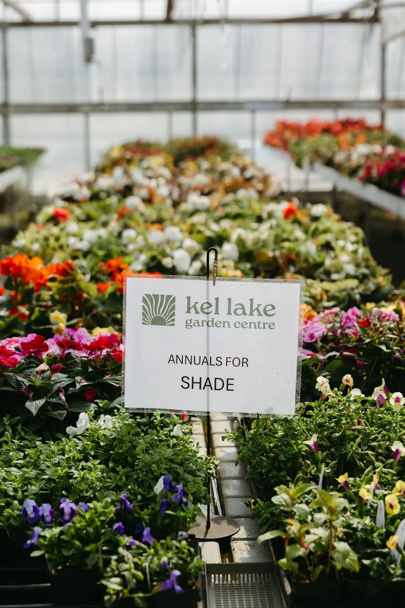 Indoor greenhouse with colorful annual flowers on display, with a sign reading 'Kellake Garden Centre, Annuals for Shade' in the foreground.