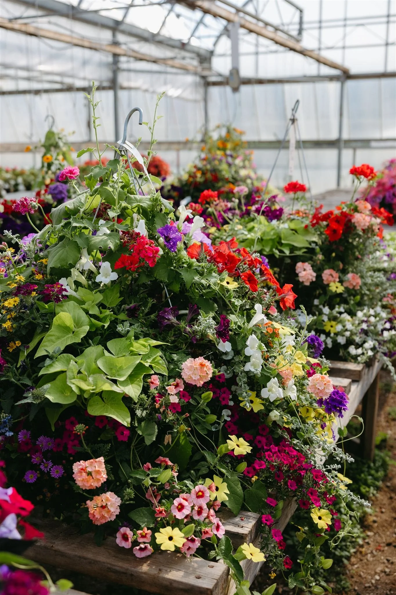 Colorful flowering plants in a greenhouse.