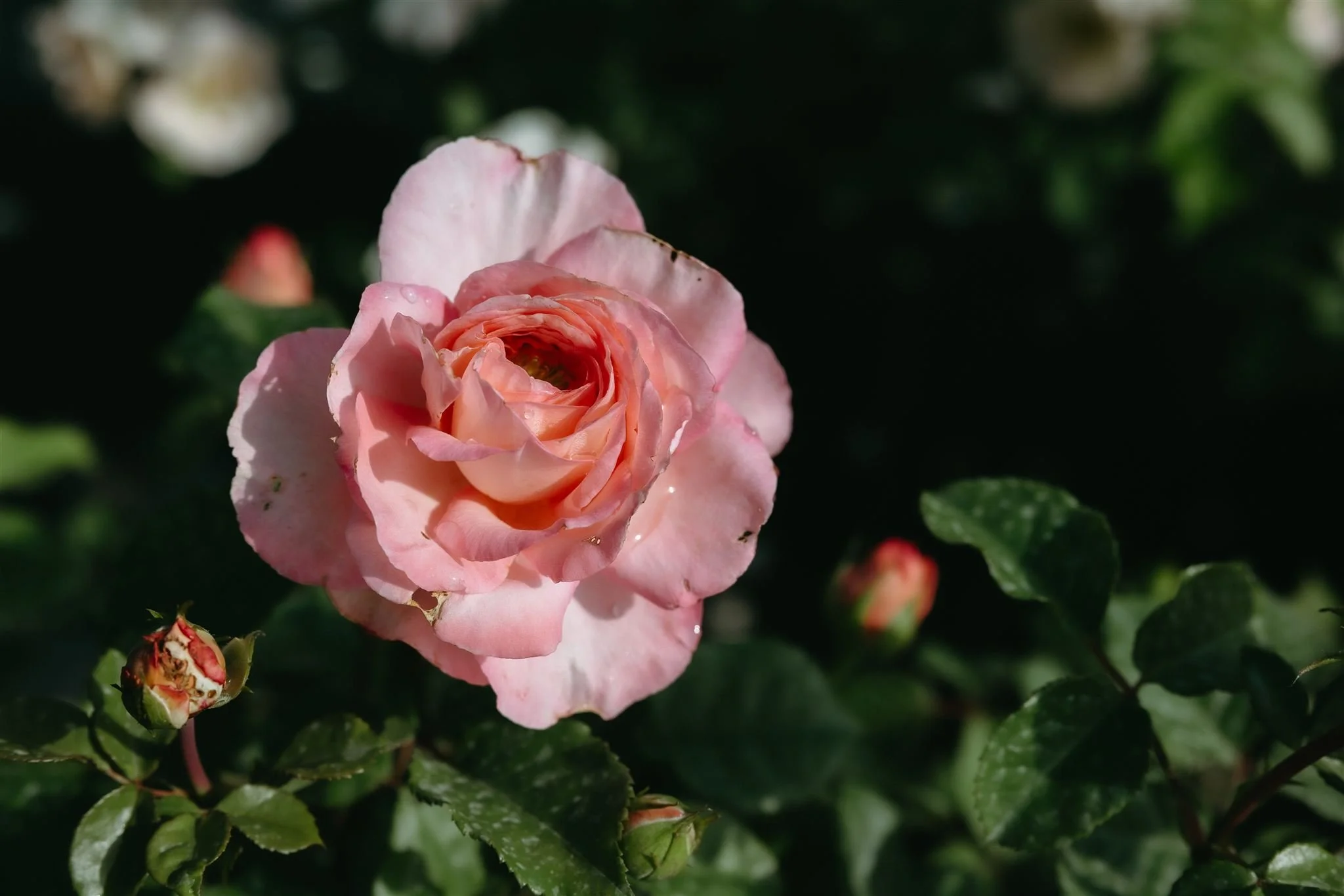 A close-up of a pink rose in bloom, surrounded by green leaves and rosebuds.