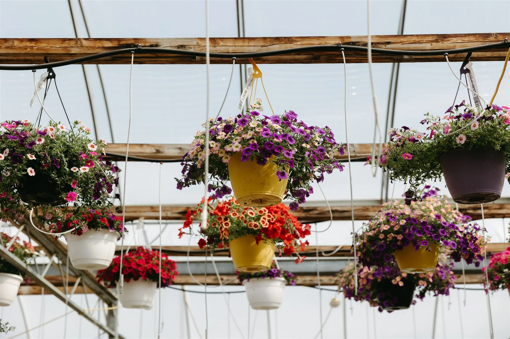 Hanging flower pots with colorful blooming flowers inside a greenhouse.
