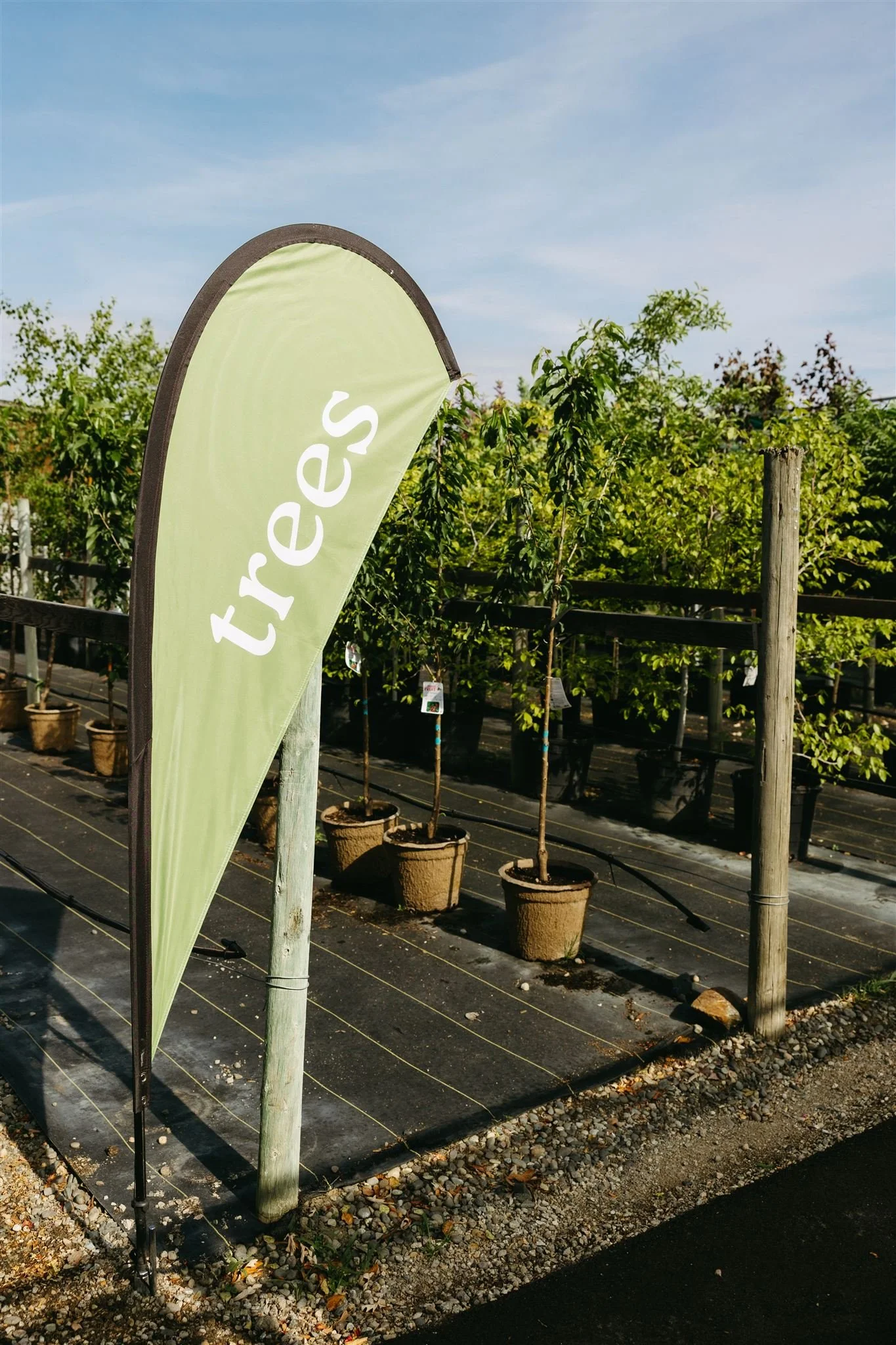 A green flag with the word 'trees' in white stands next to potted young trees on a nursery or garden center lot.
