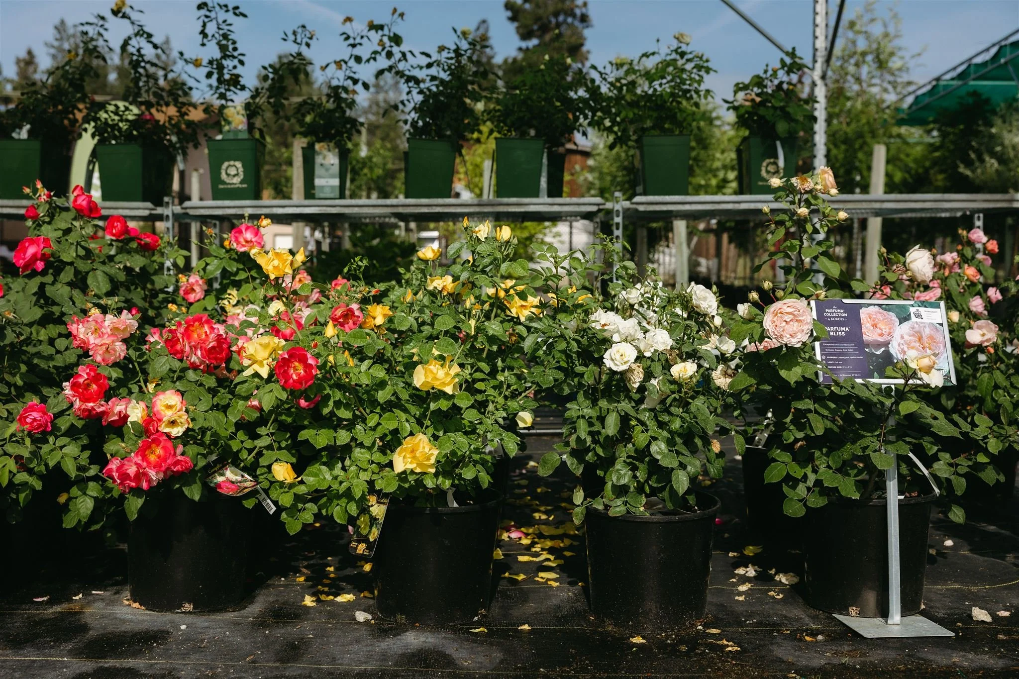 Various potted roses in pink, white, and yellow bloom on black ground at a garden center, with black informational signs and pots on a metal rack behind them.