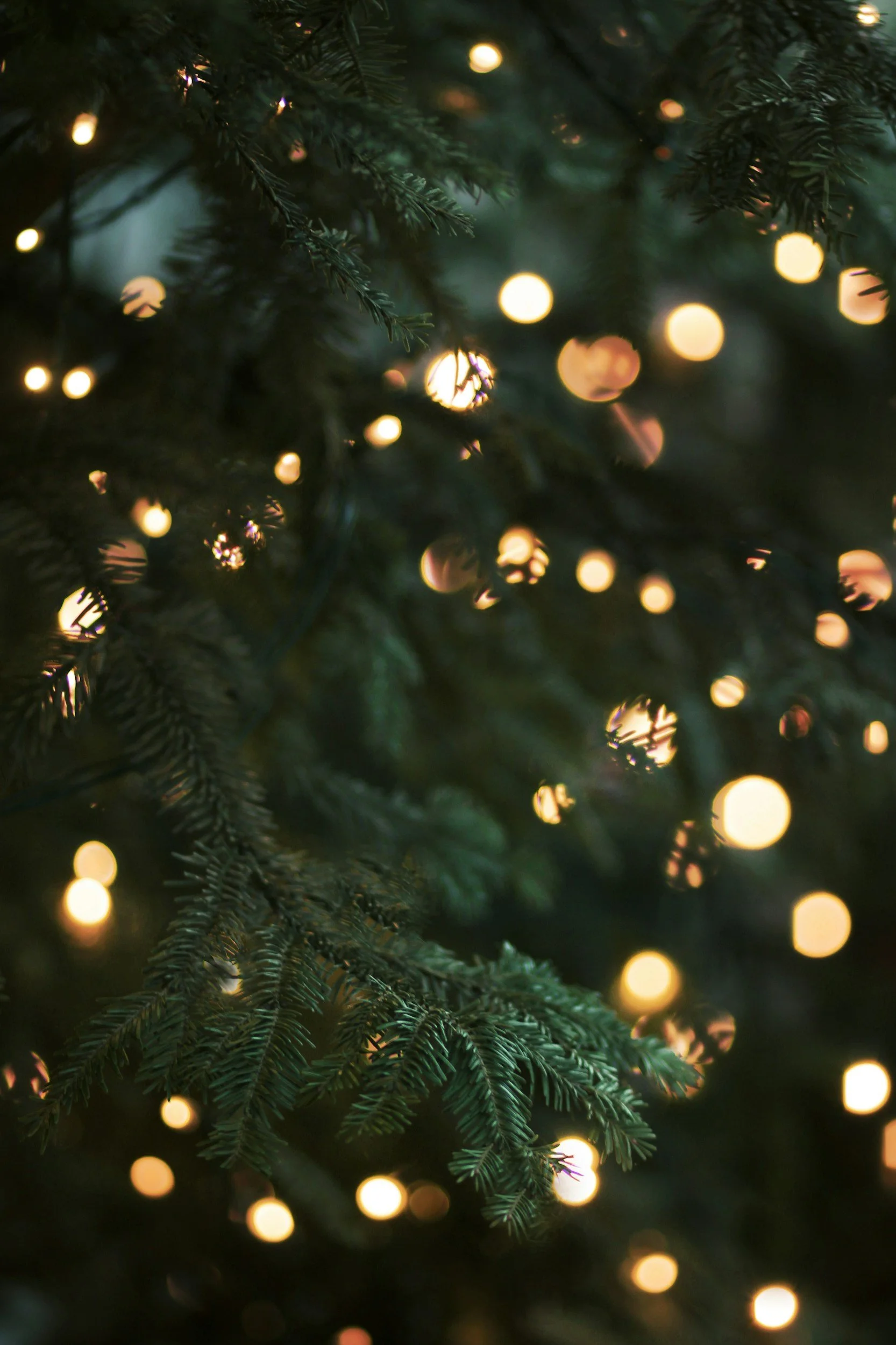 December 22 - Evening Sermon